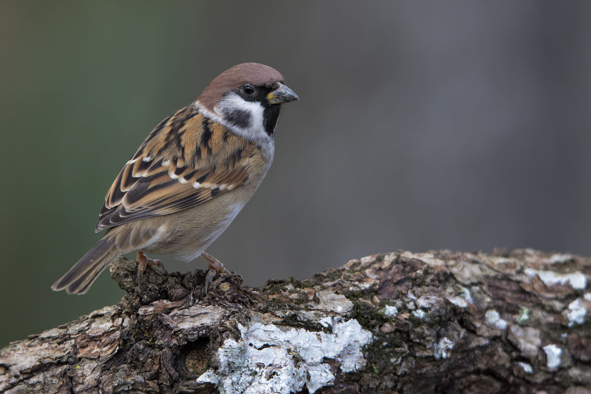 passera mattugia (Passer montanus)