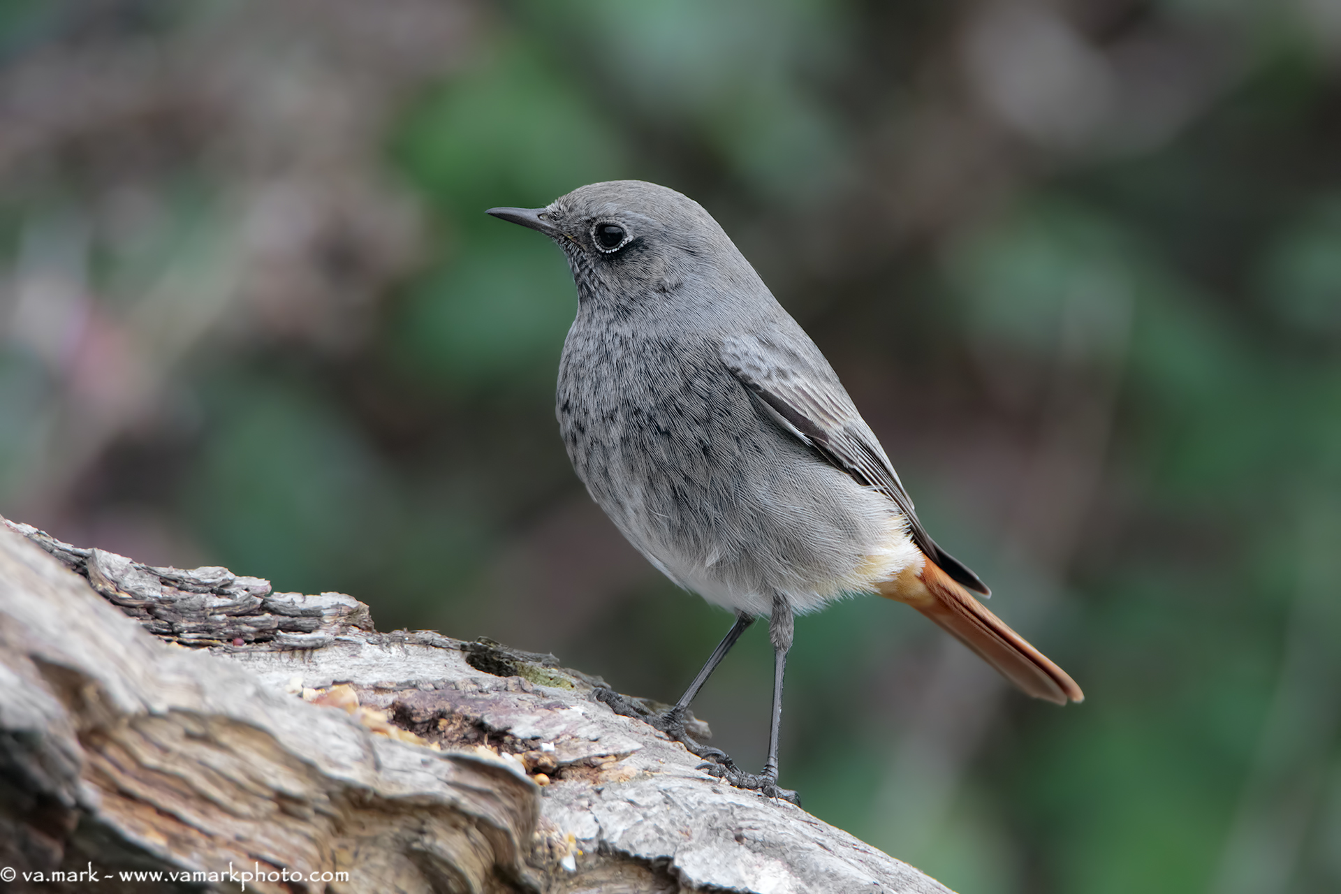 Chimney sweep Redstart (f)
