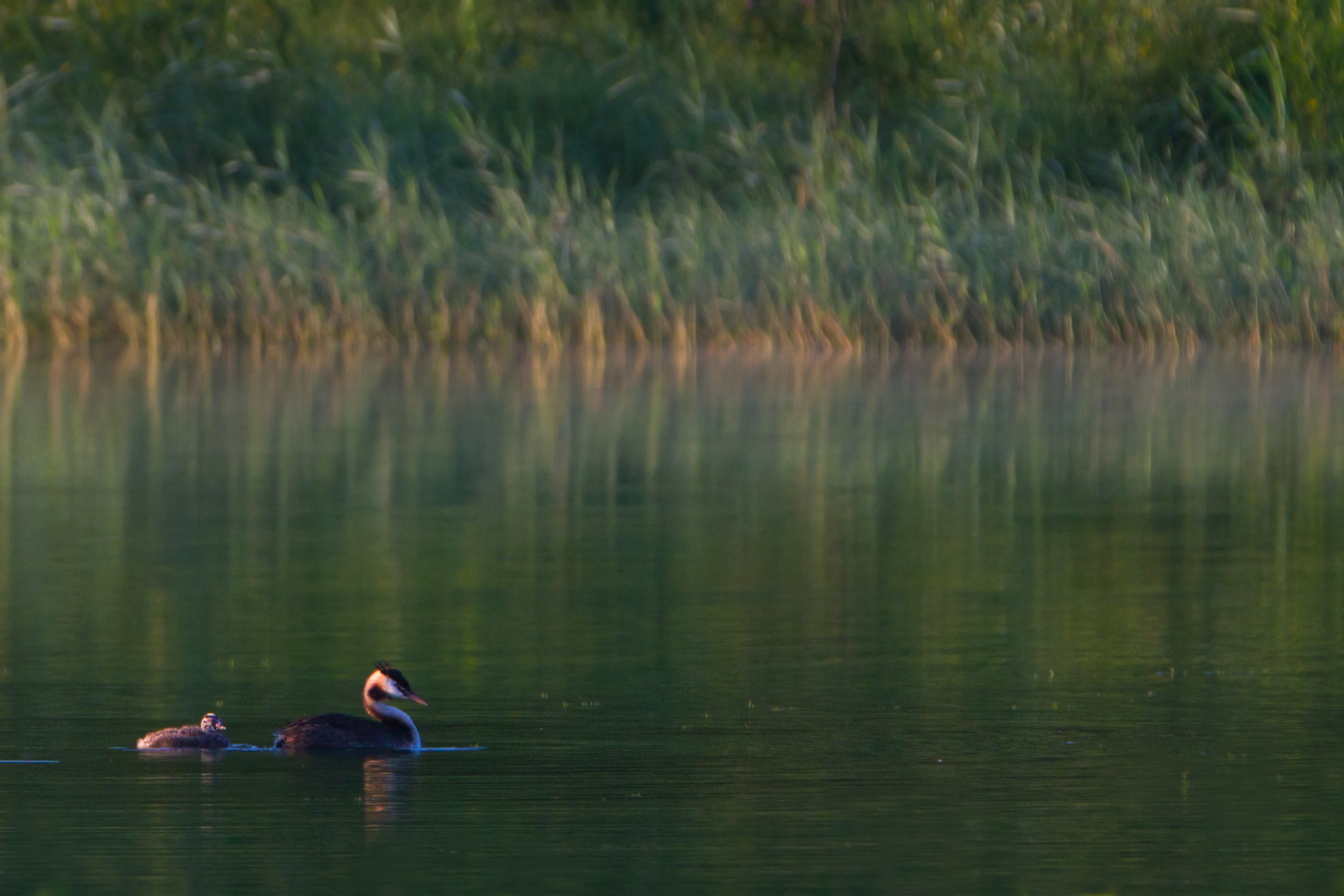 Grebes in Olanda