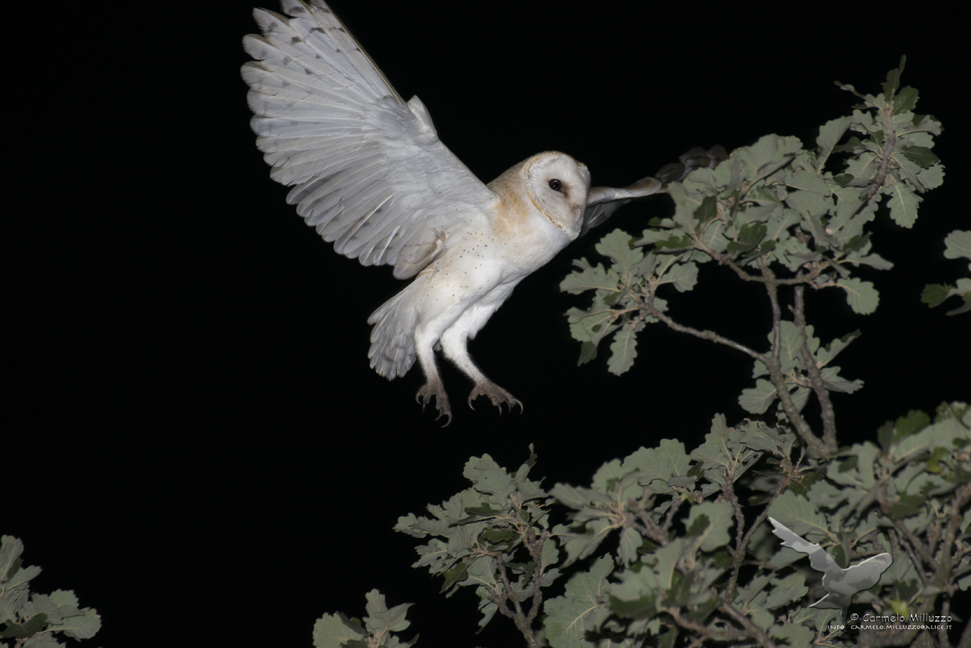 Barn owl
