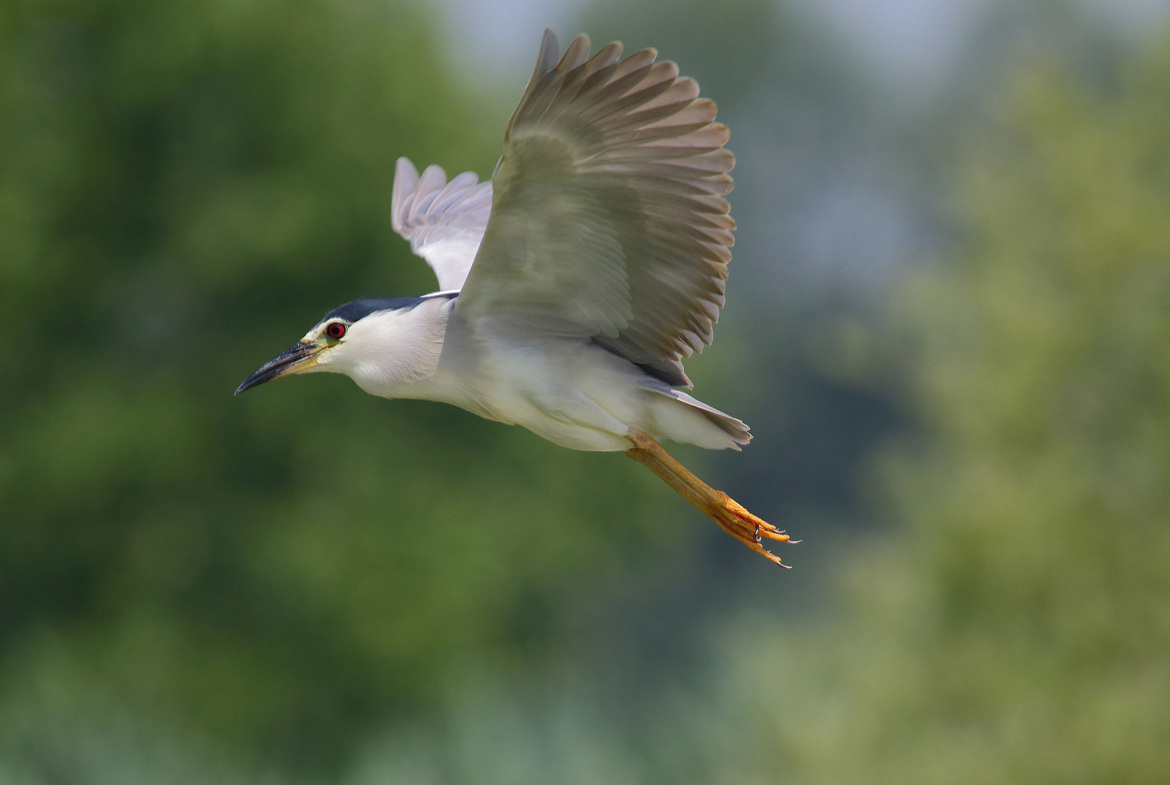 Night Heron