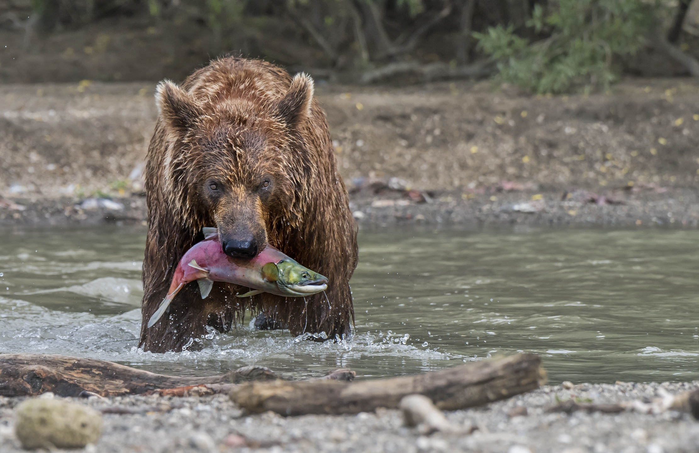 Kamchatka 2016 - Predator