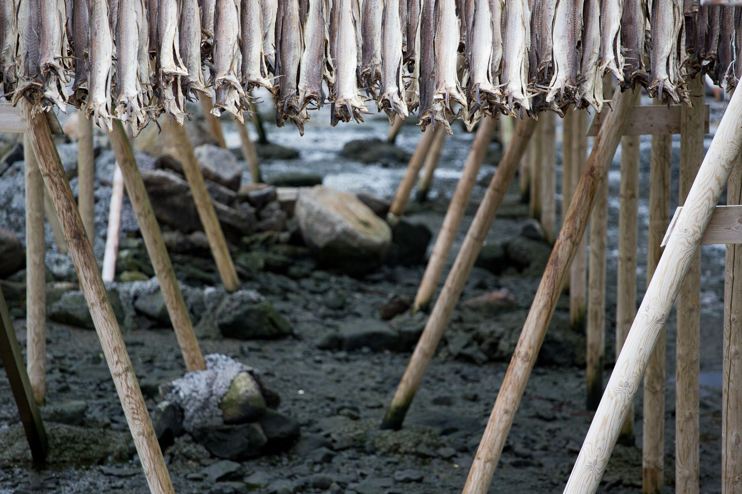 Racks of cod in Reine