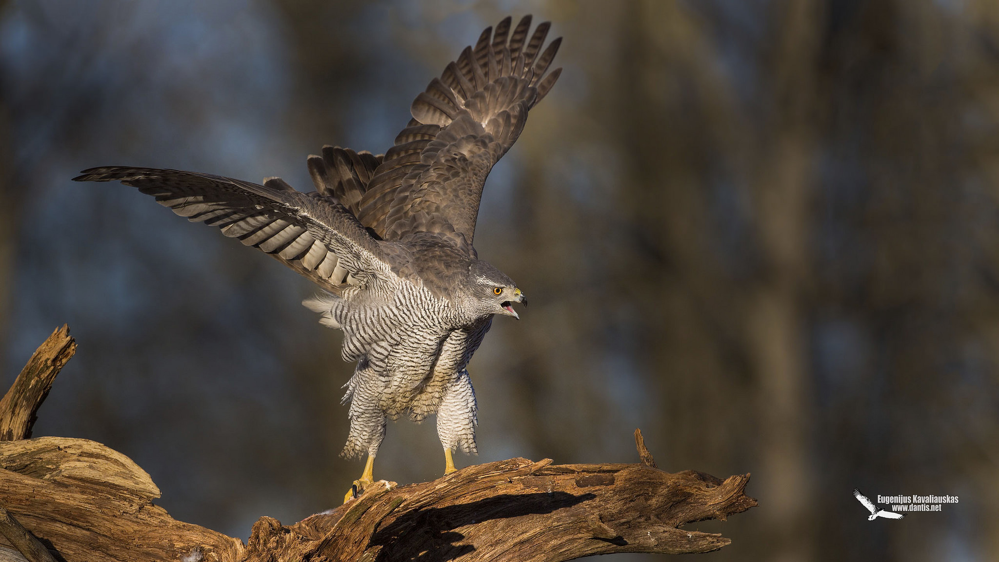 Northern Goshawk (Accipiter gentilis)