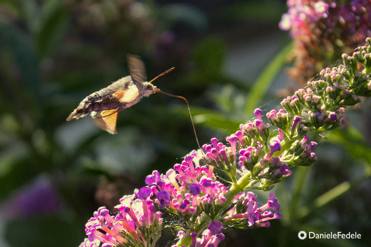 Macroglossum stellatarum