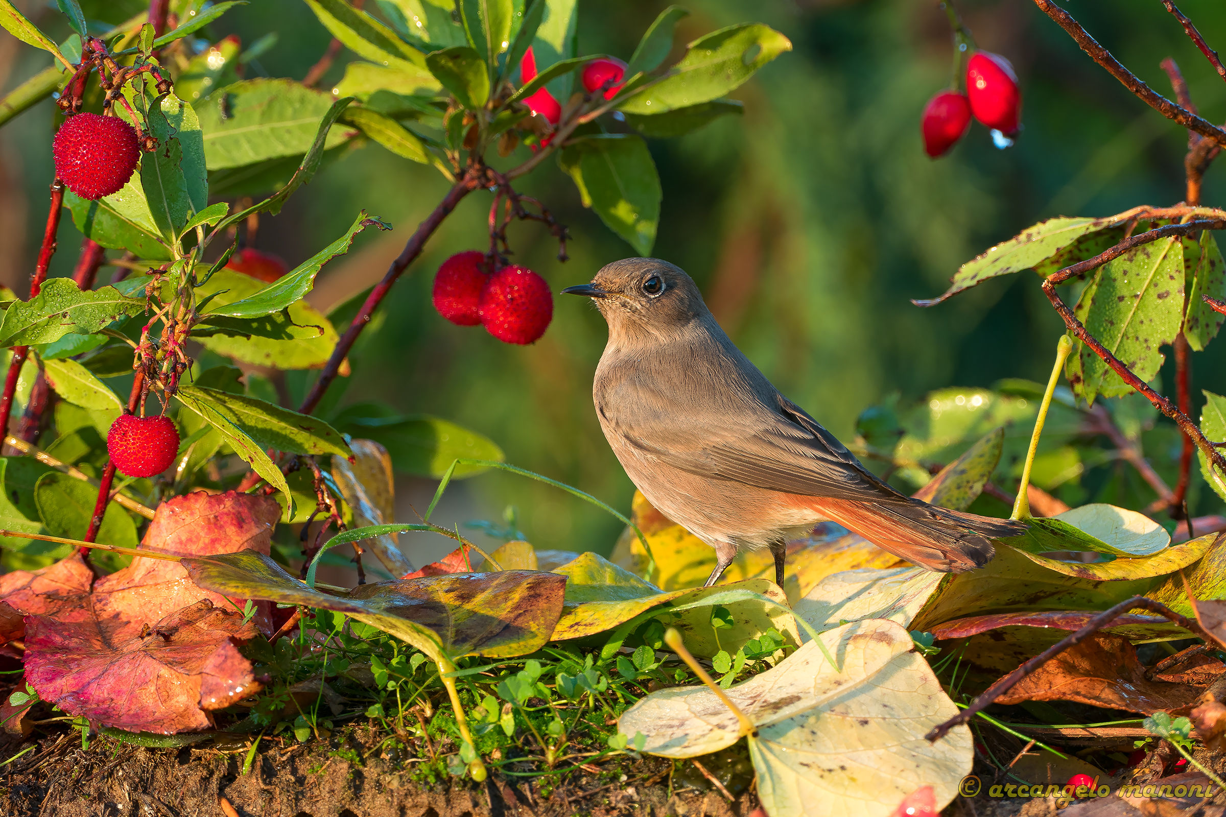 The redstart in the woods of the arbutus