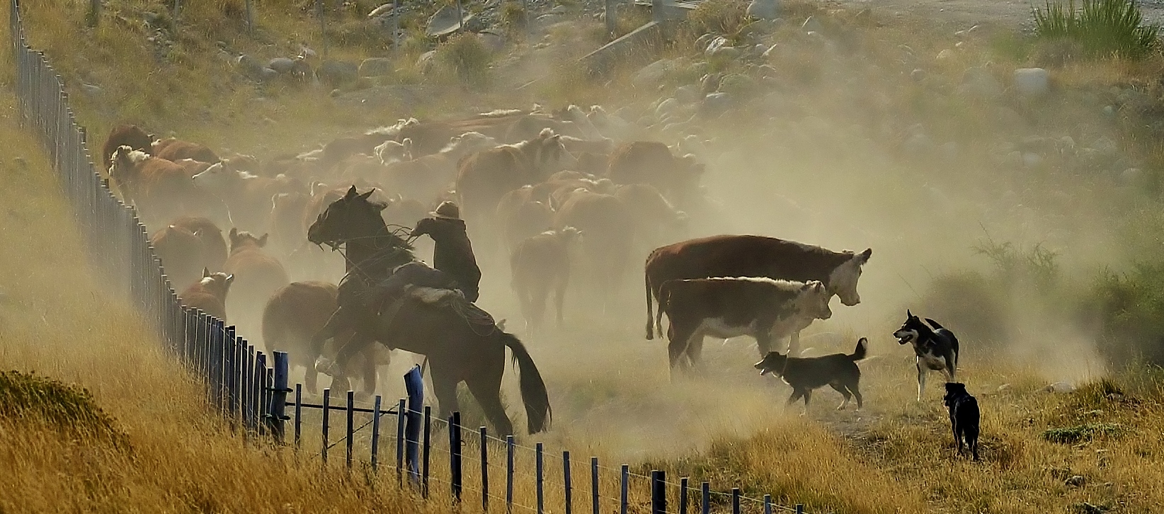 The work of the gauchos