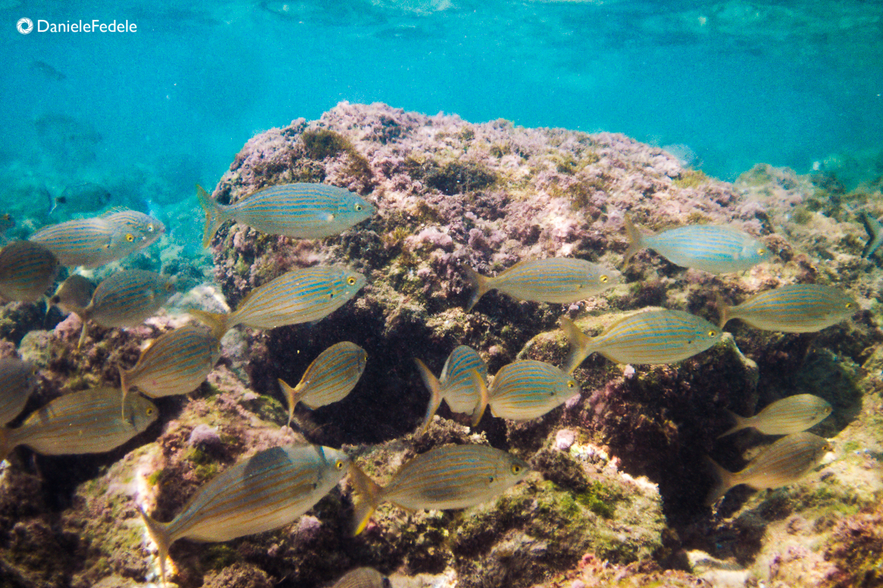Sotto gli scogli di Sperlonga (lt)