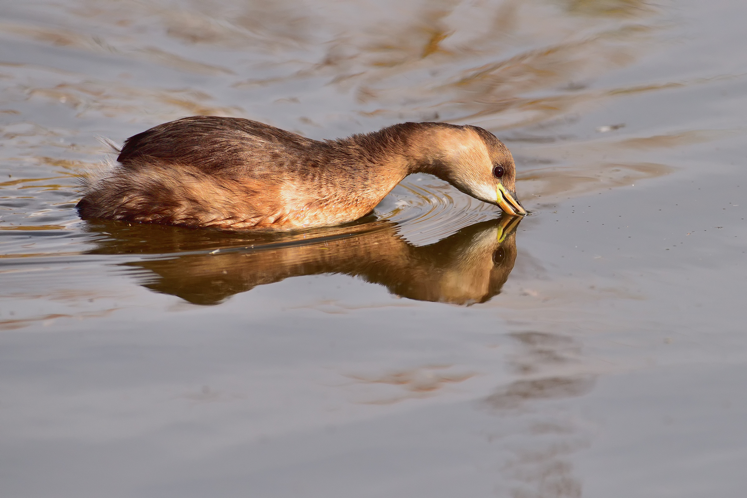 Little Grebe Juv.