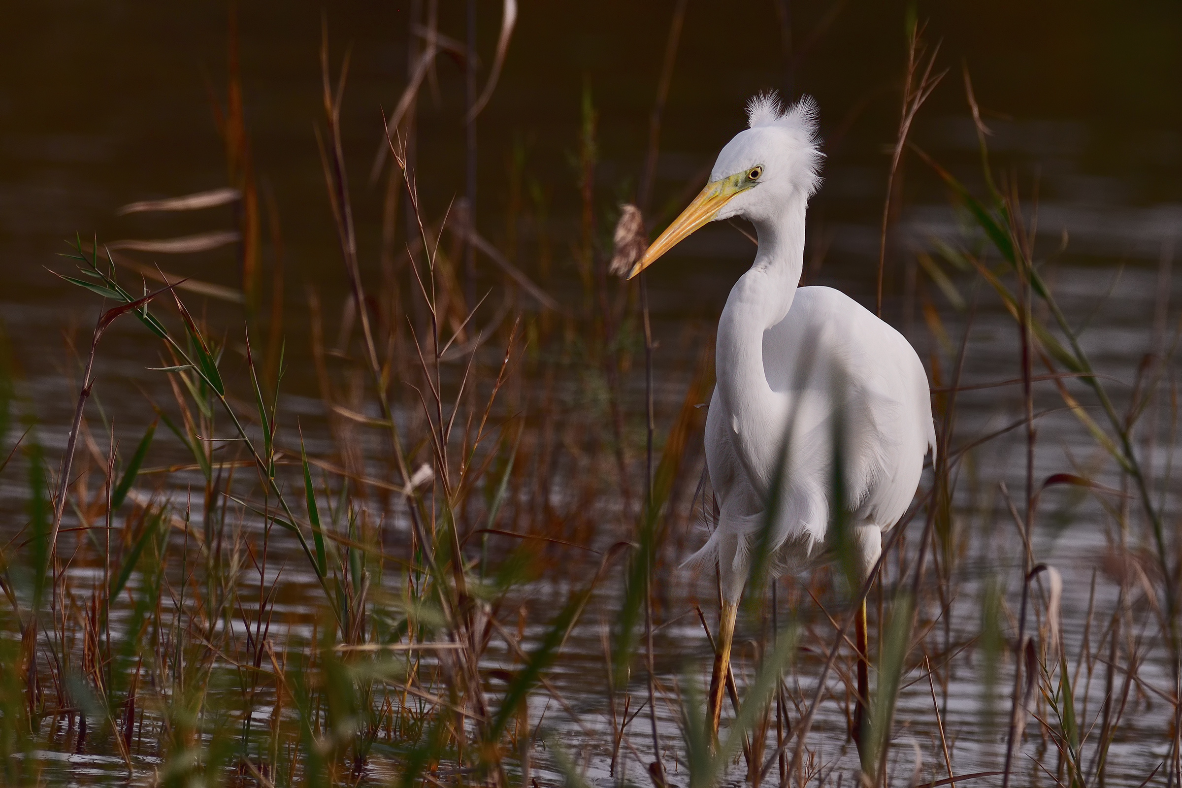 The scapigliatura White