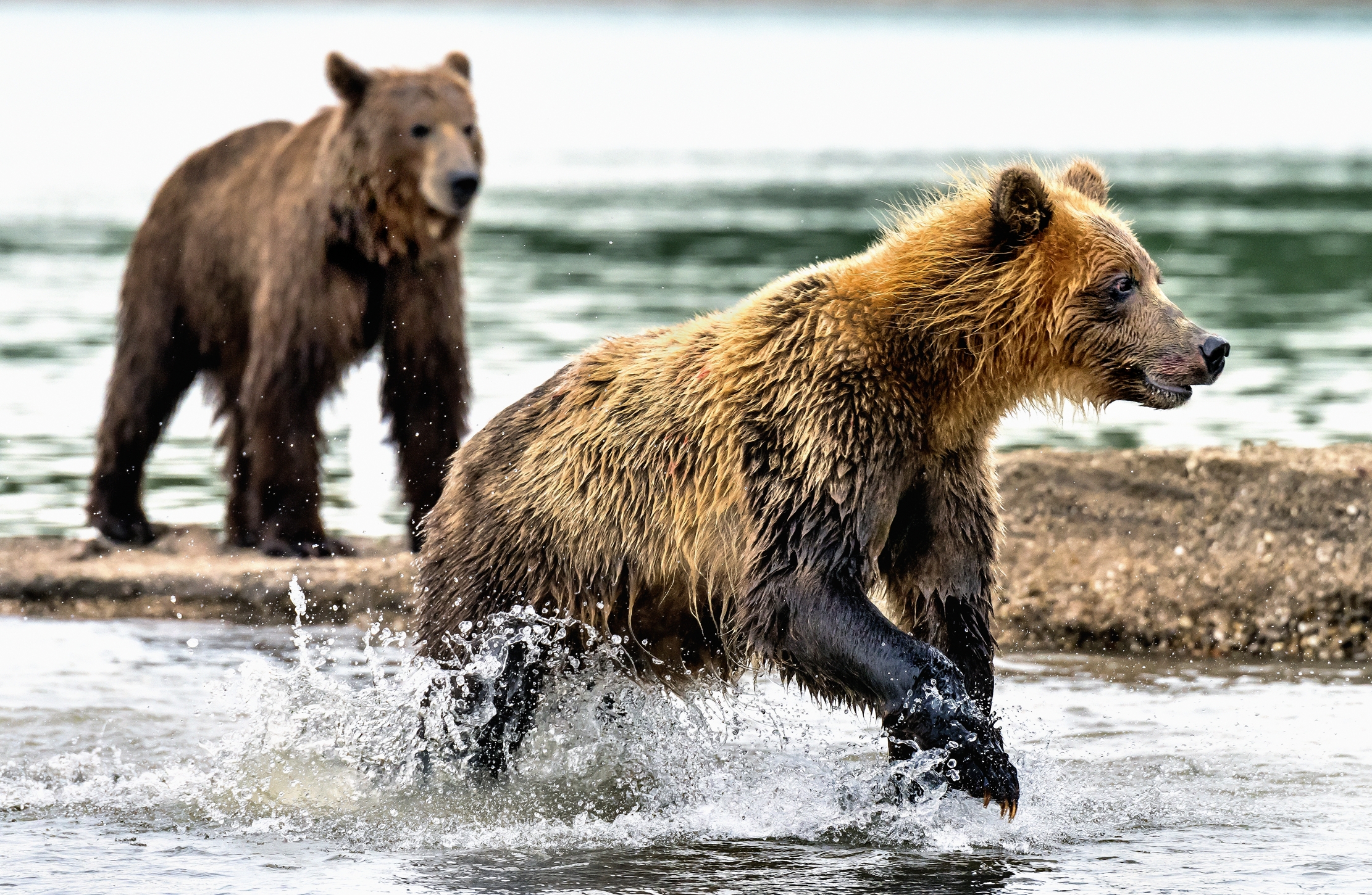 Kamchatka 2016 - Predators
