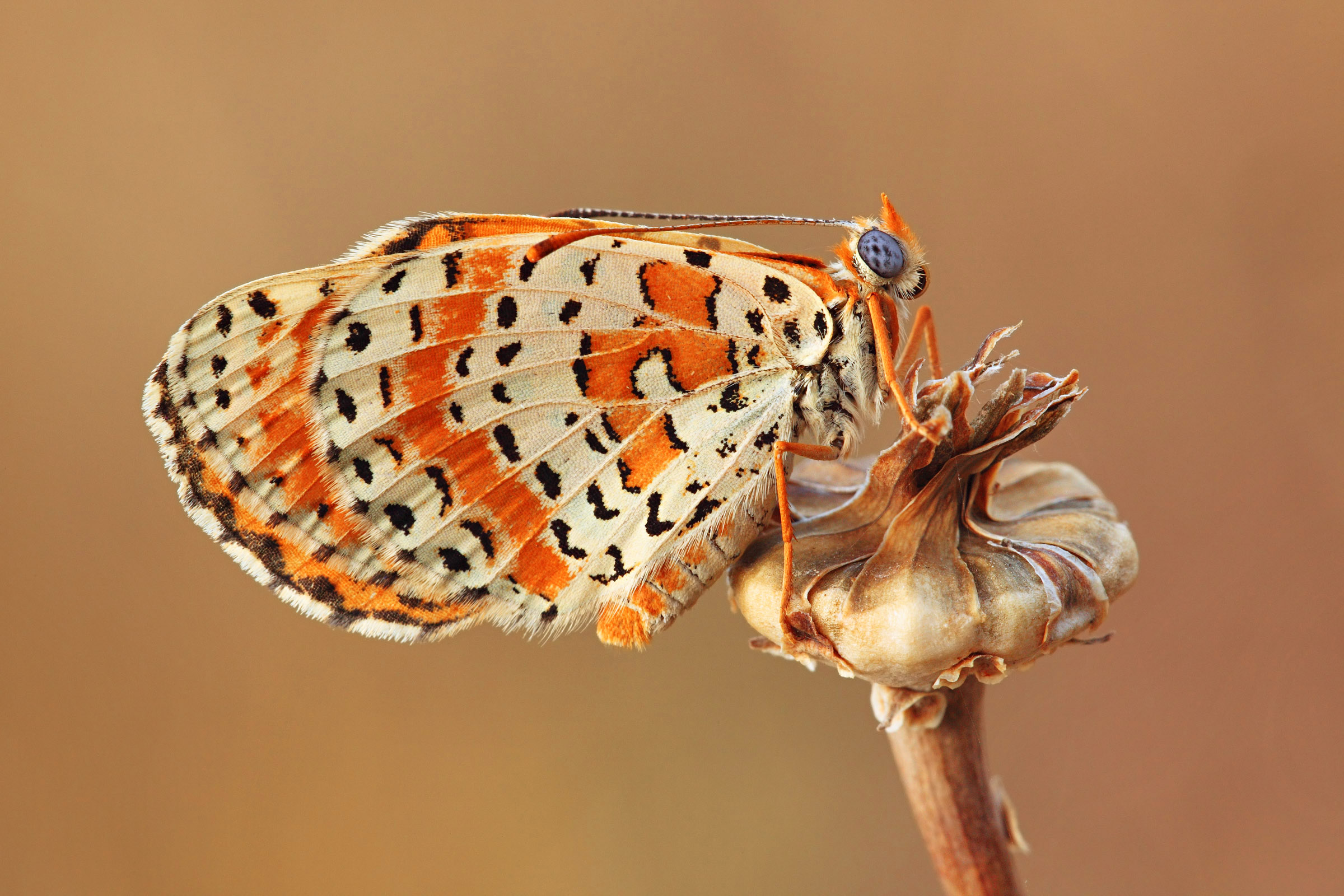 Melitaea didyma