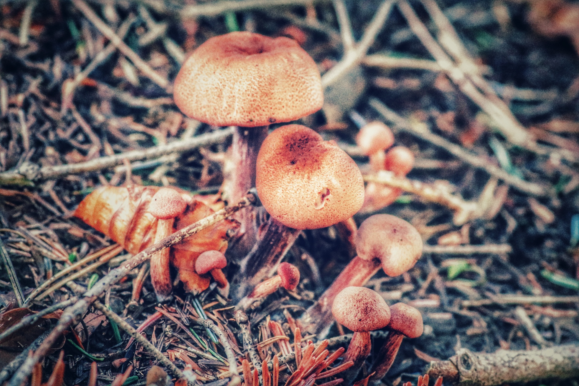 ..la famiglia Mush al completo..