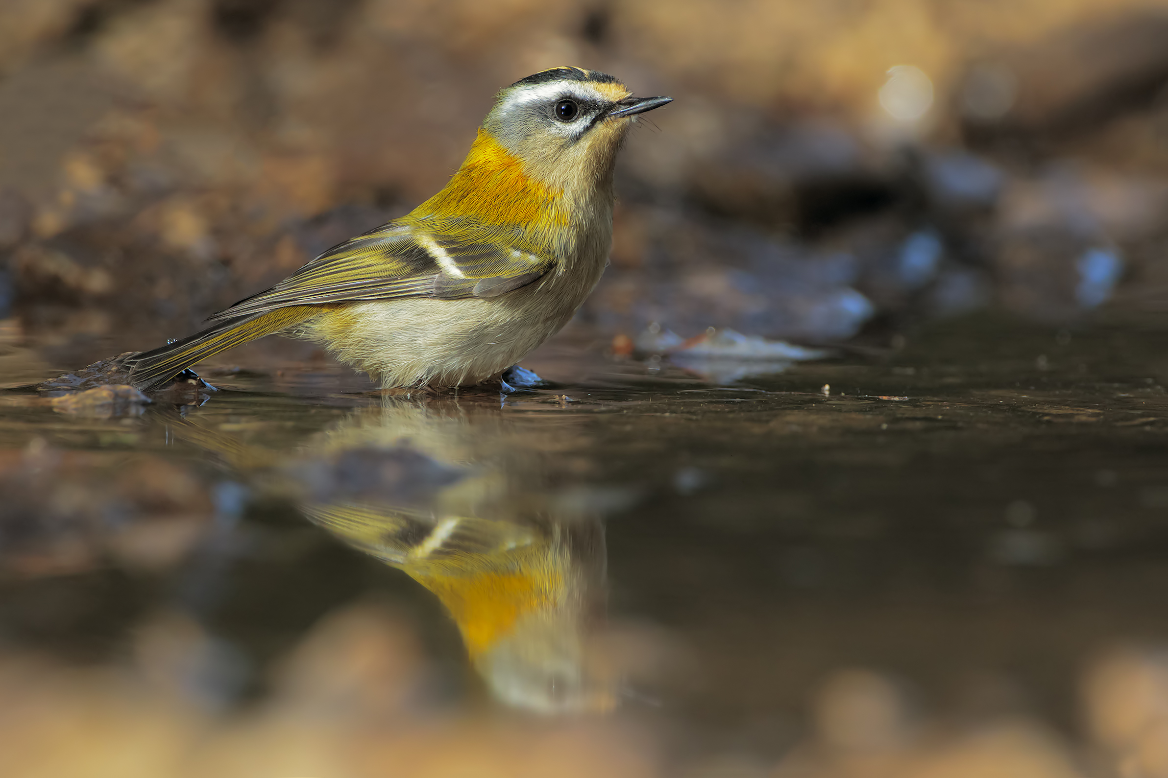 Firecrest