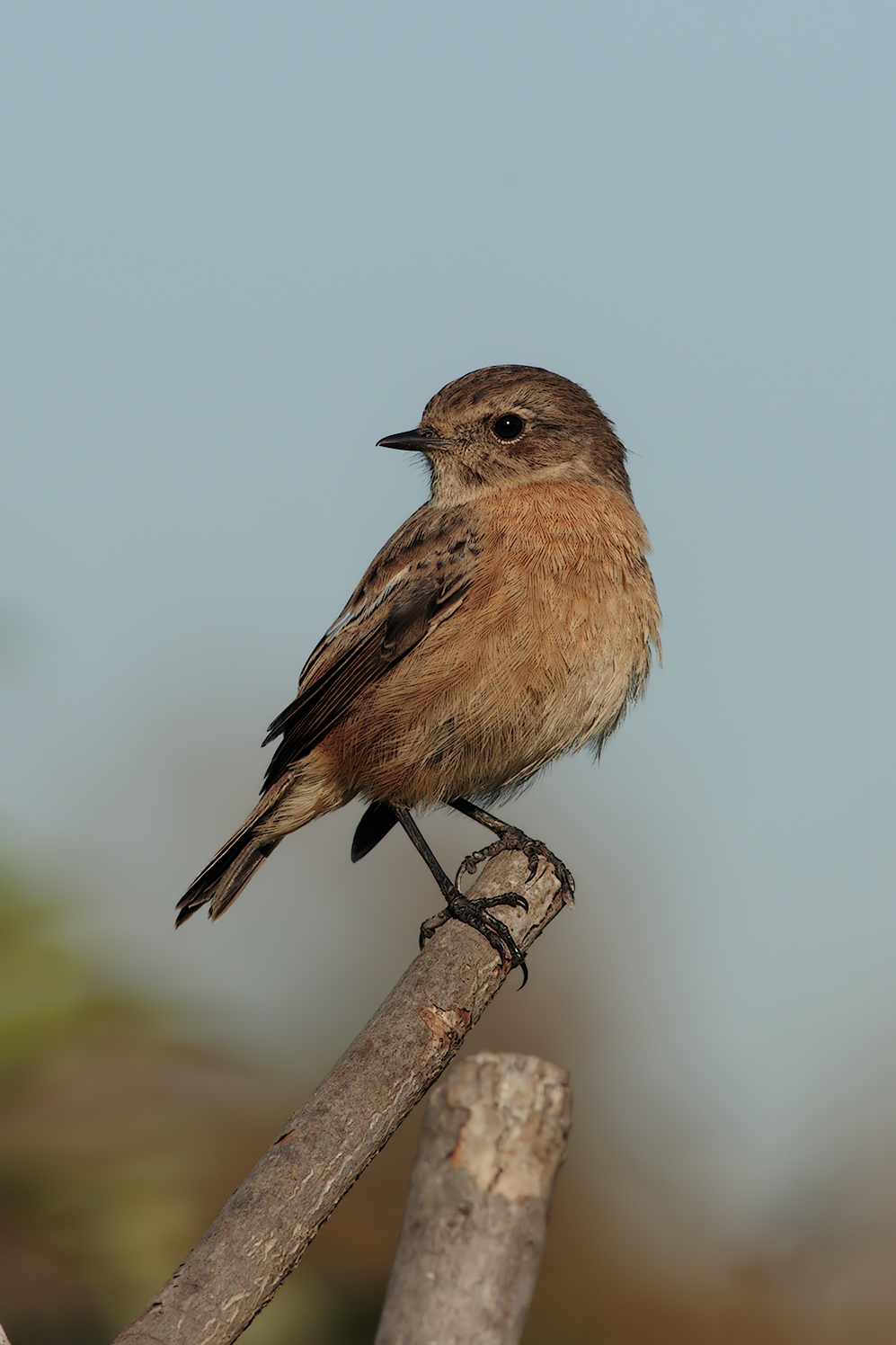 stonechat