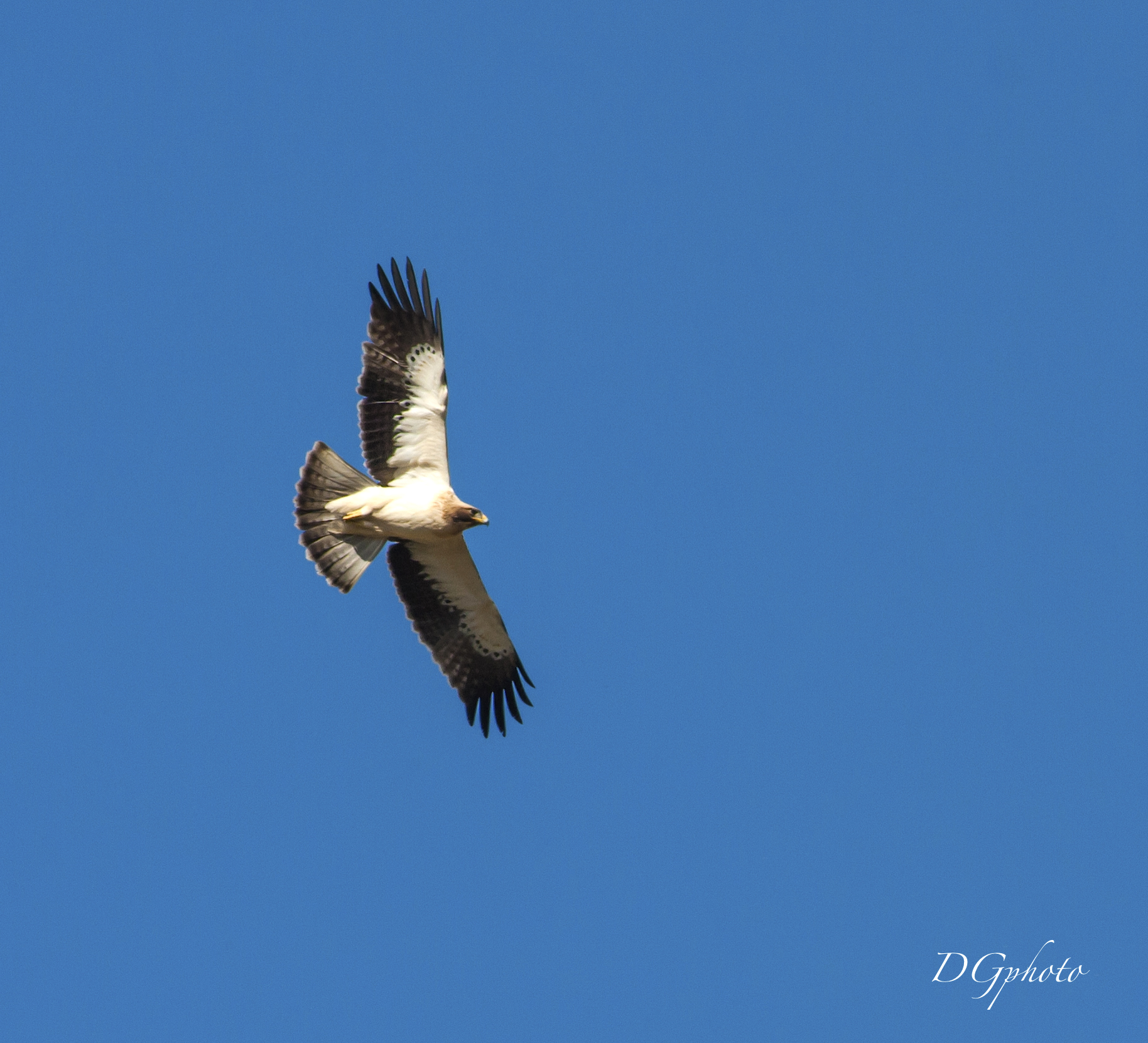 The wings of Freedom'