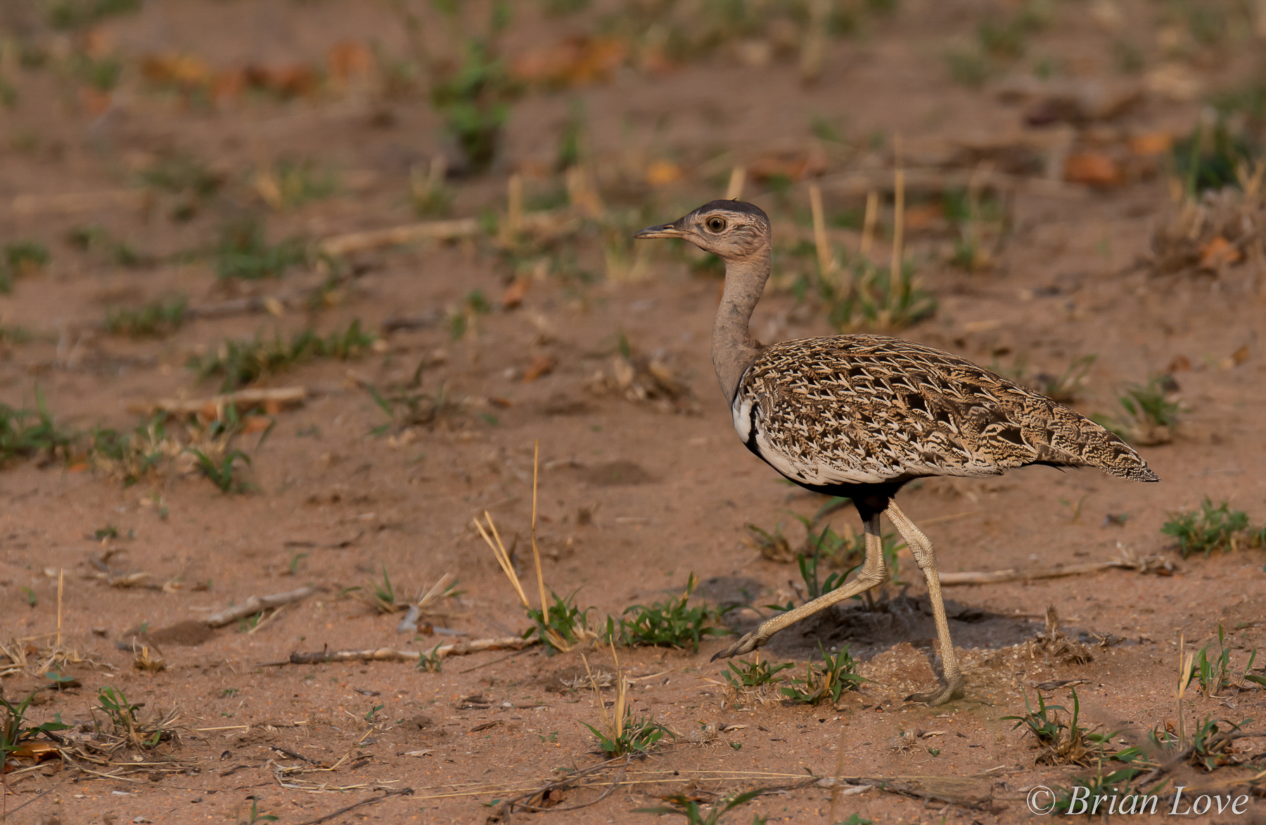 Cresta rossa Korhaan (lophotis ruficrista)
