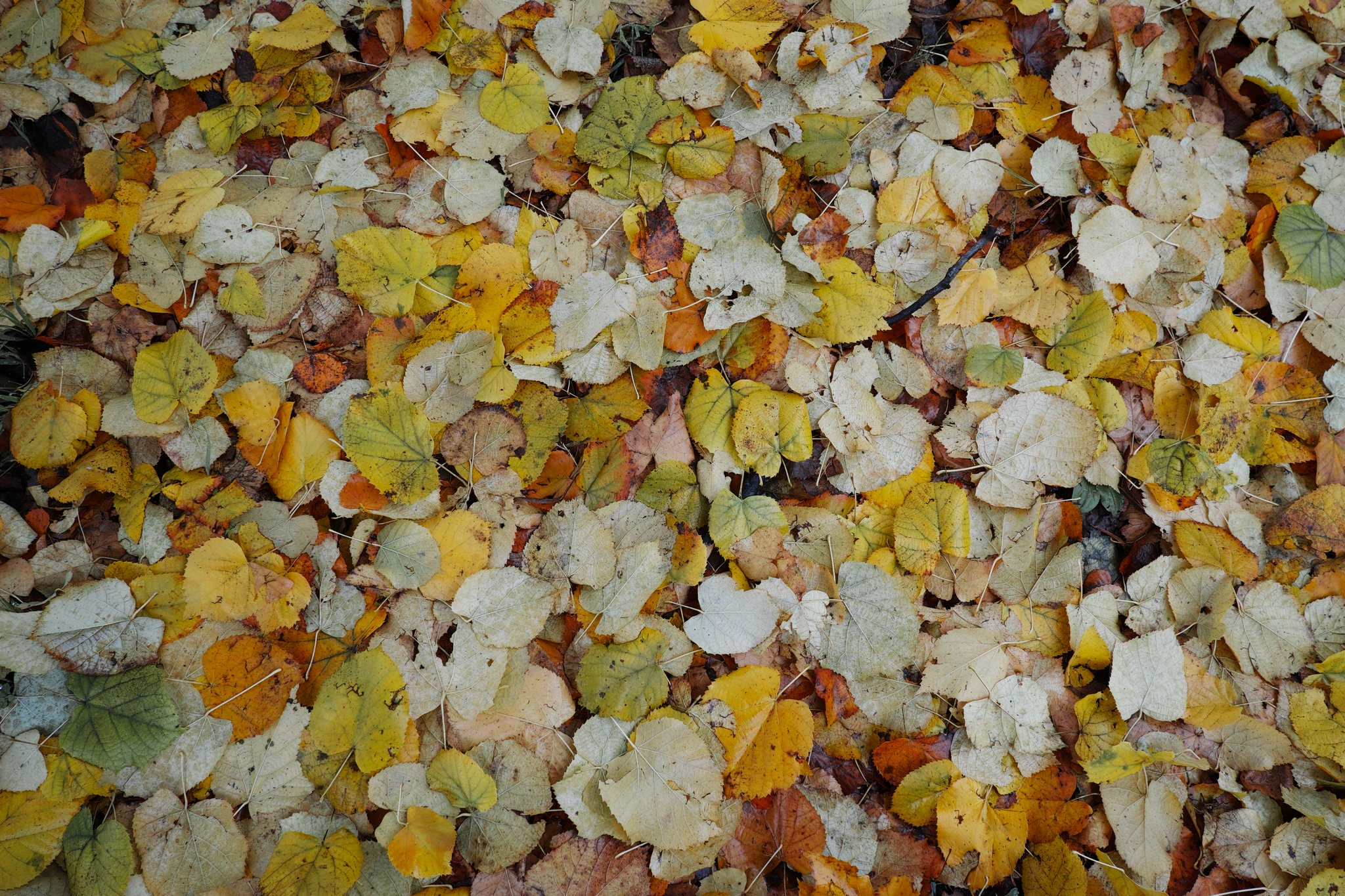 autumn carpet