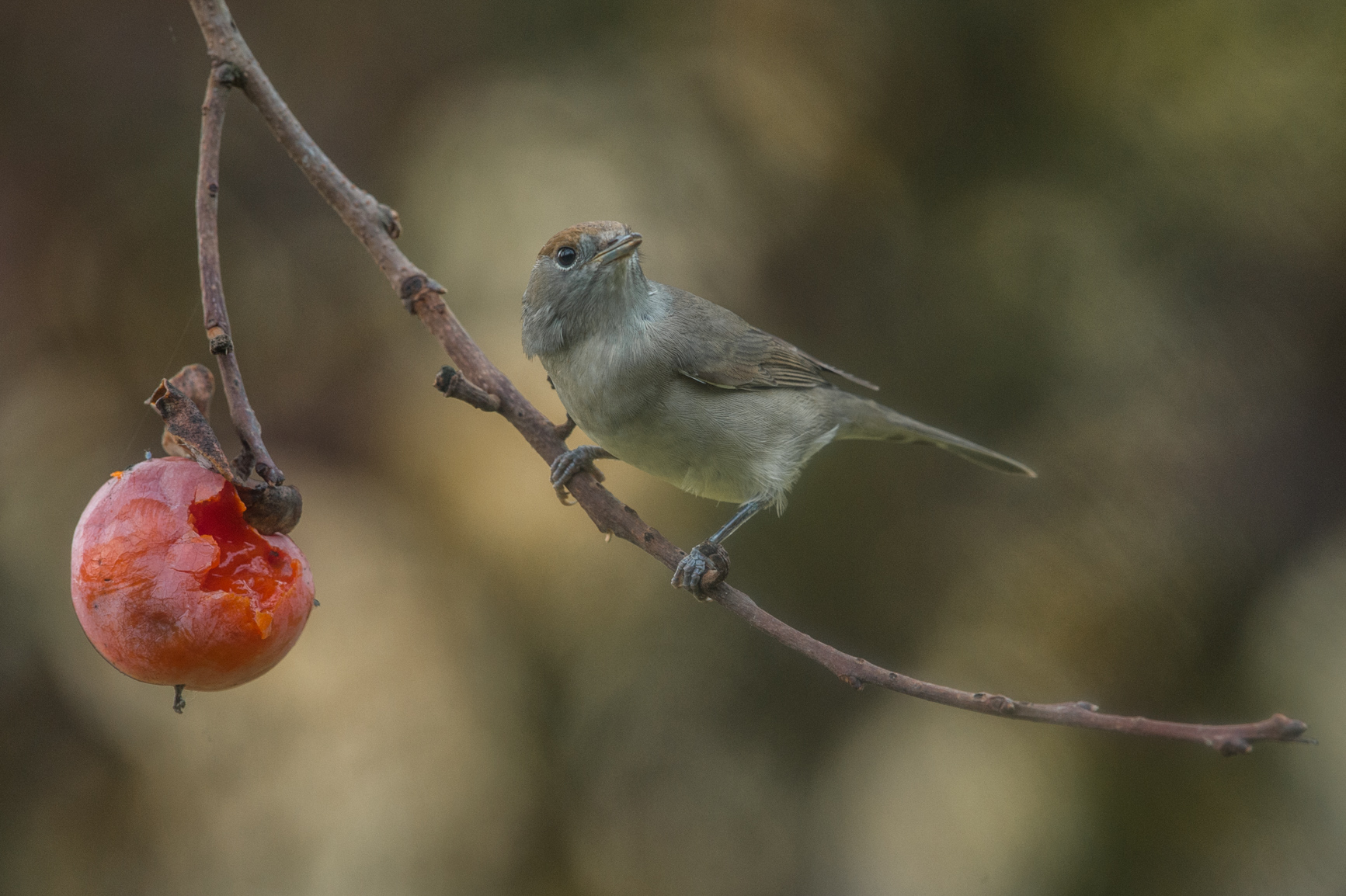female blackcap