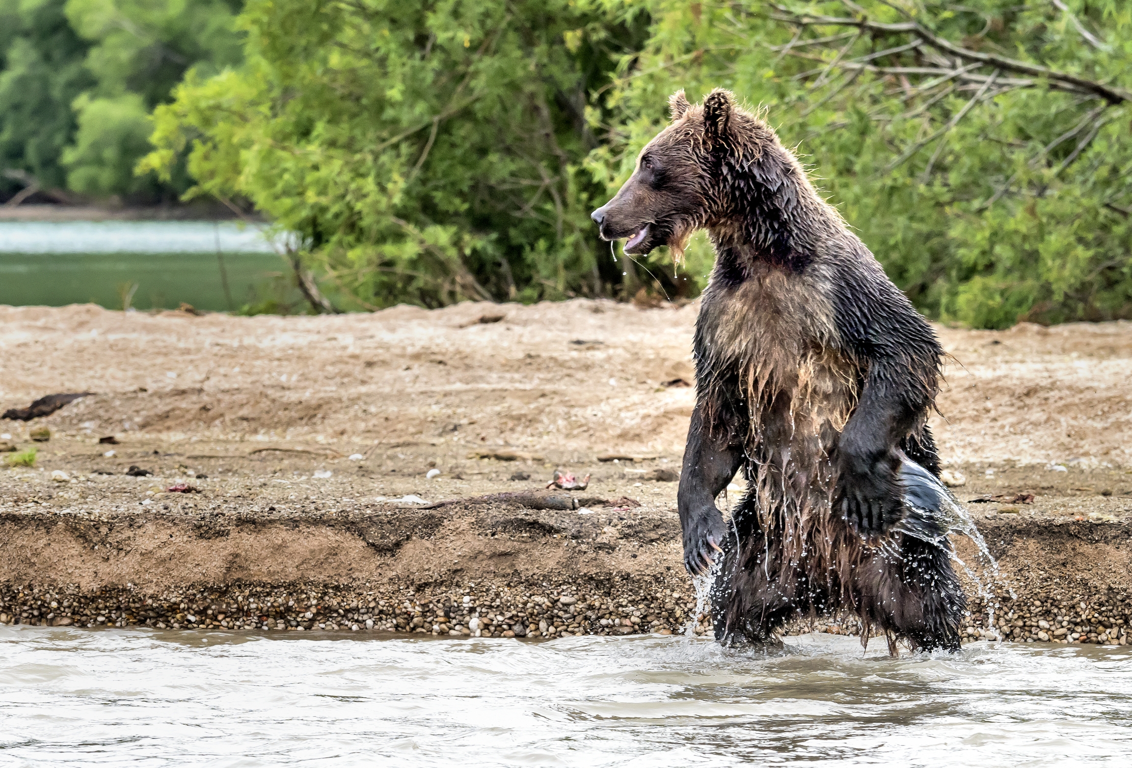 Kamchatka 2016 - Ti ho visto!!