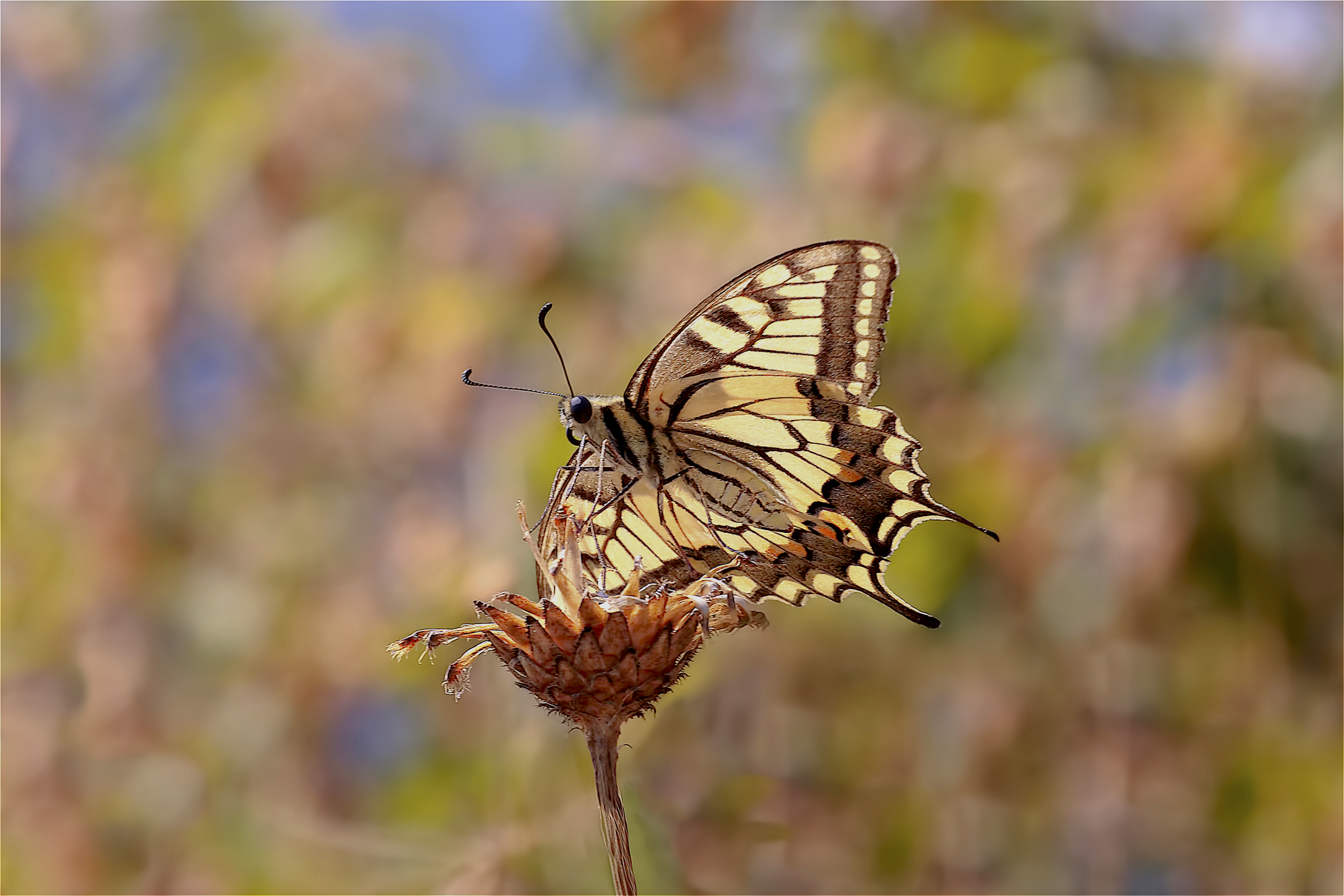 Papilio Machaon Autumn