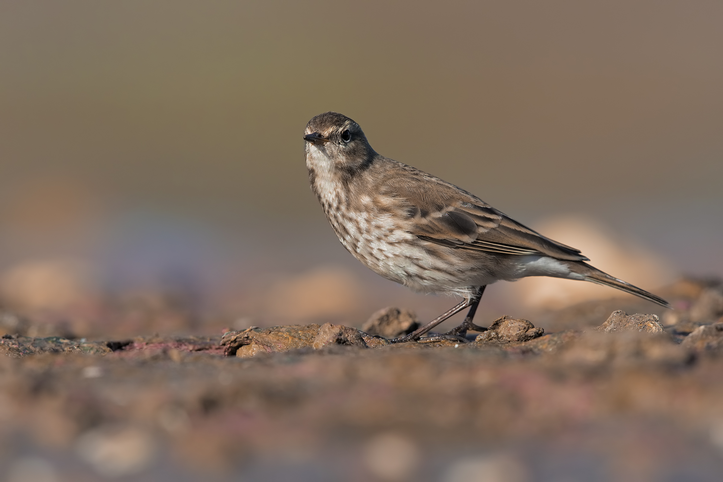Pipit