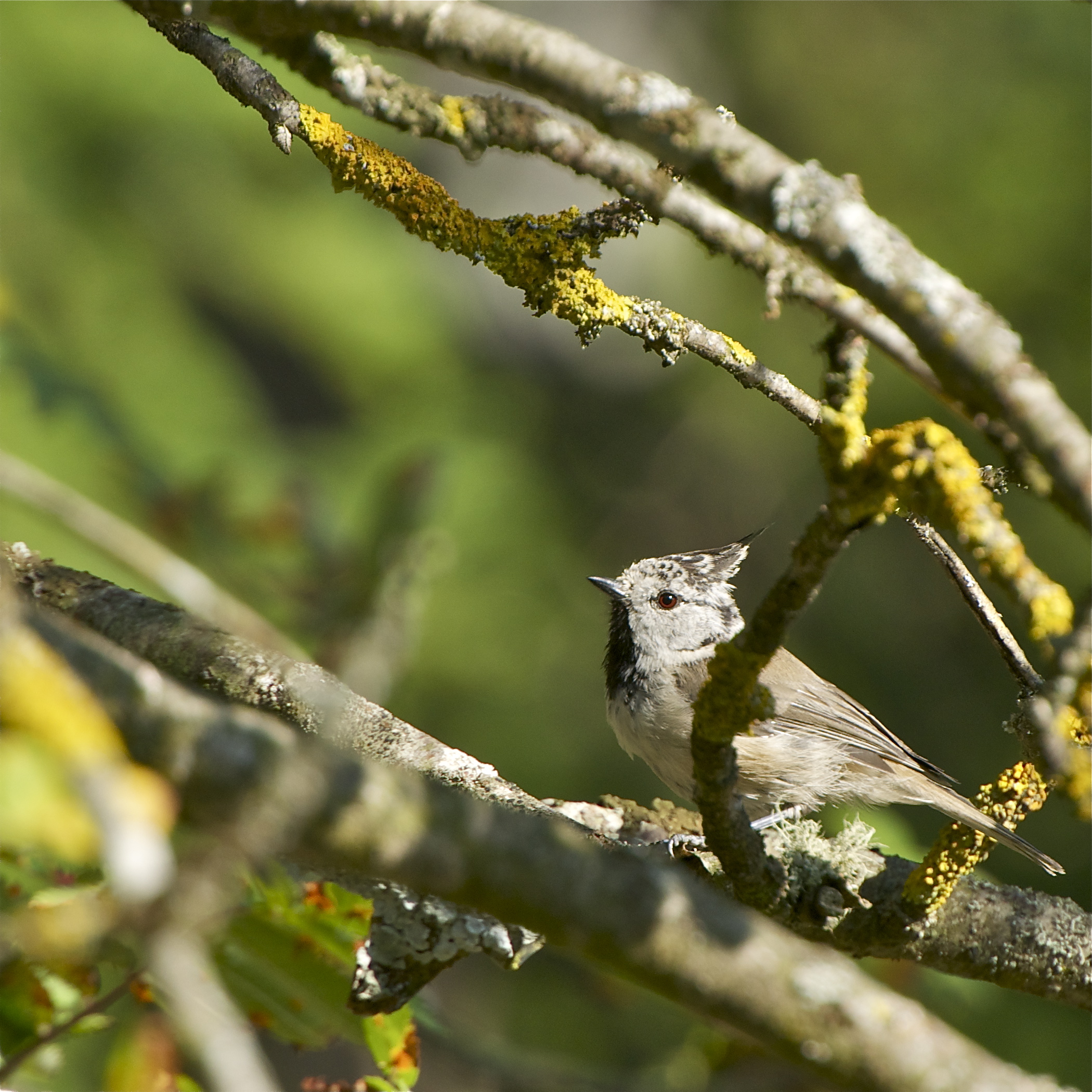 Crested Tit