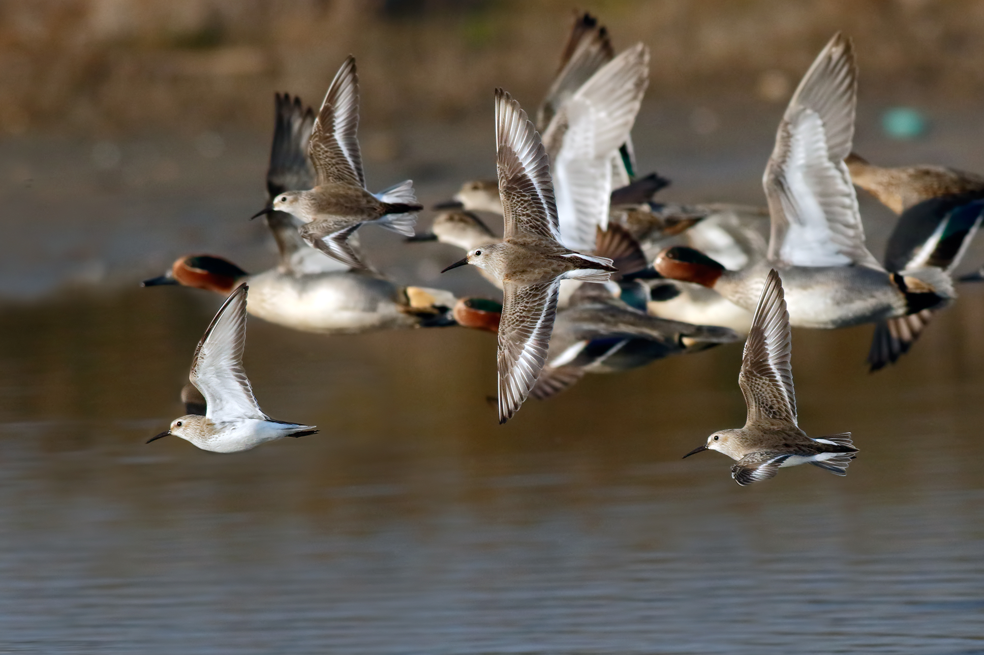 Piovanelli pancianera