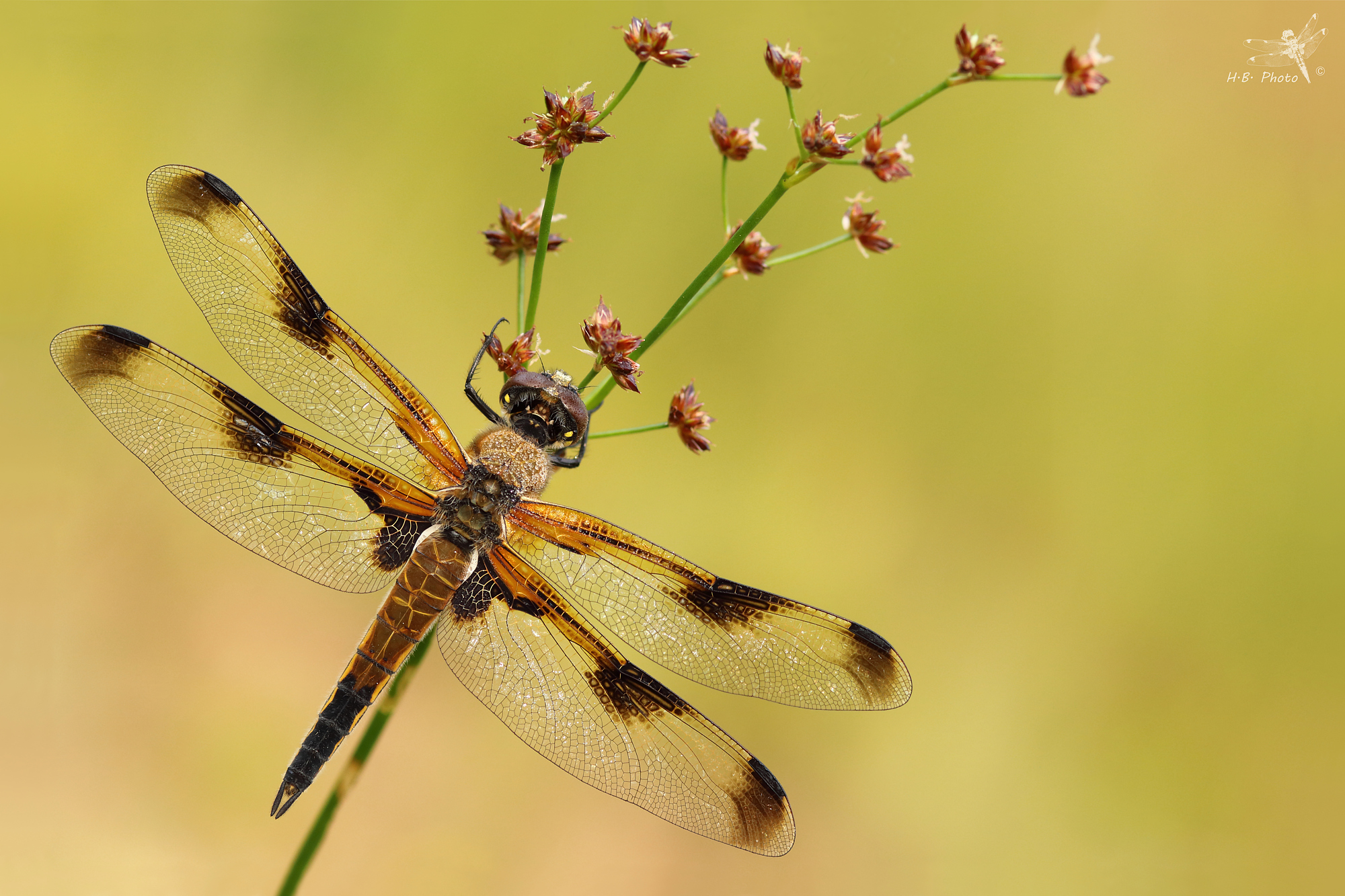 Libellula quadrimaculata, female