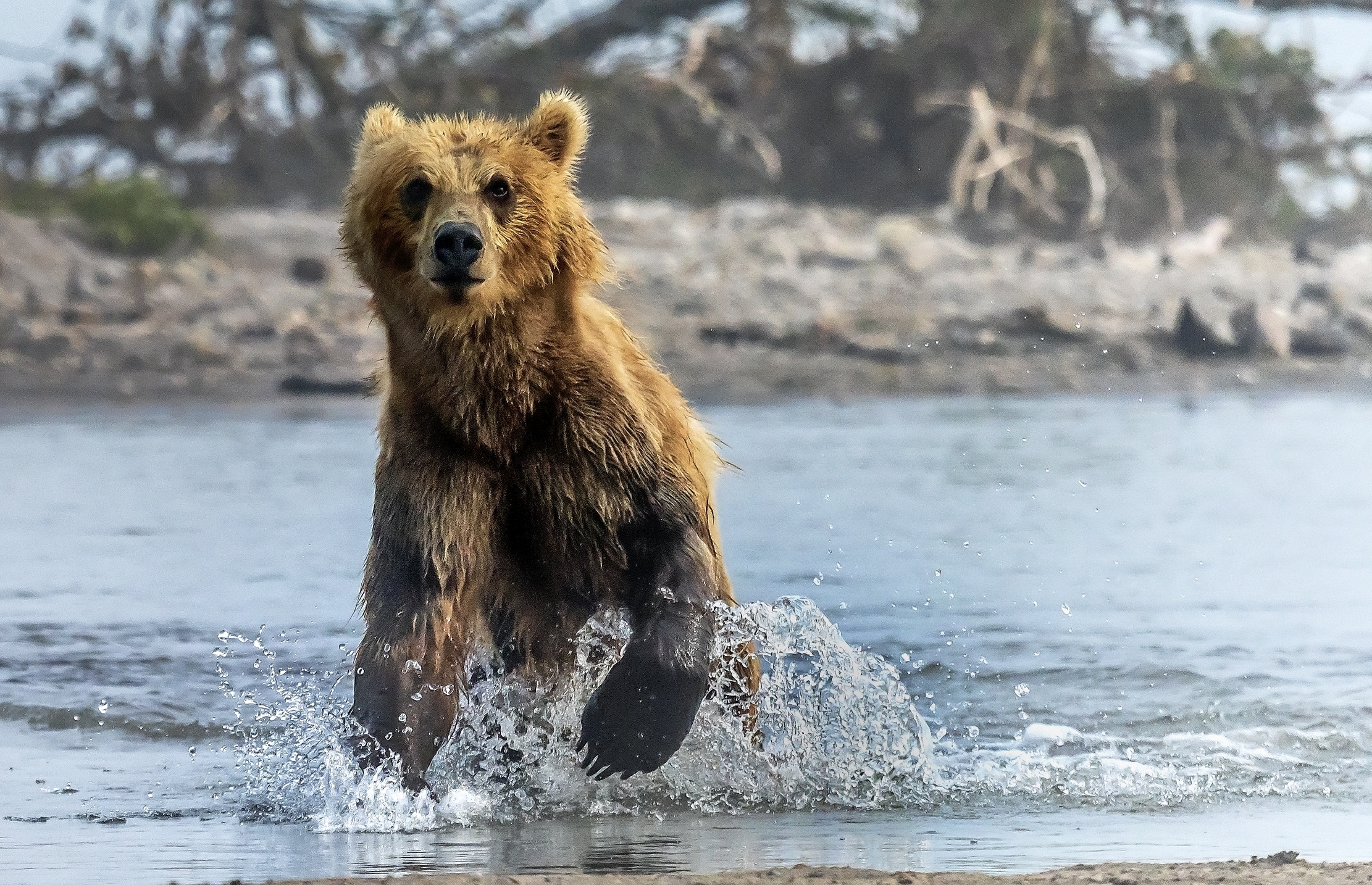 Kamchatka 2016 - Nella nebbiolina del mattino