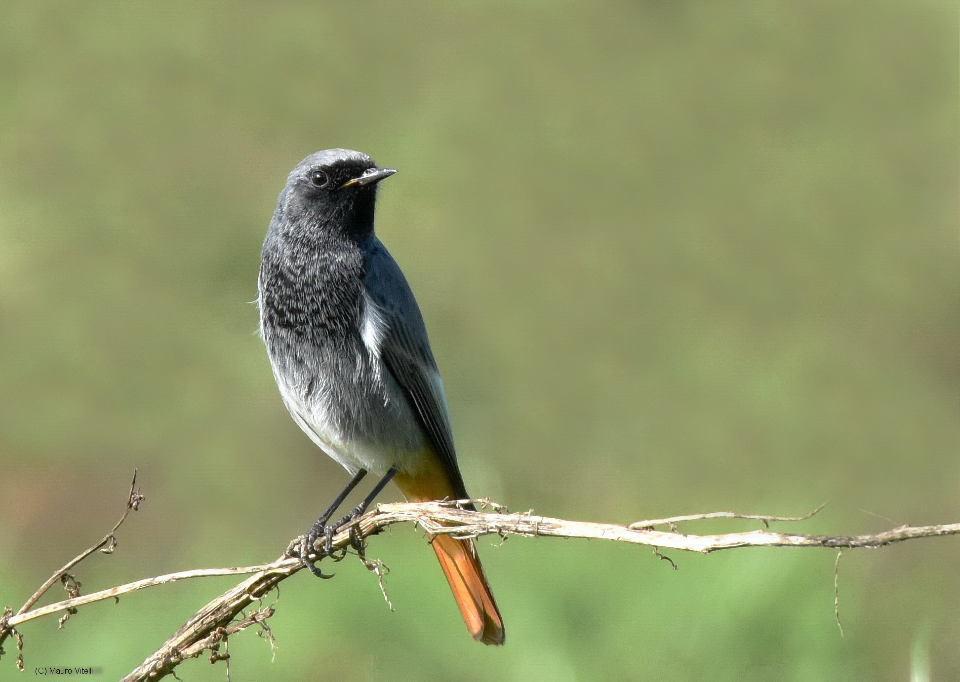 black redstart