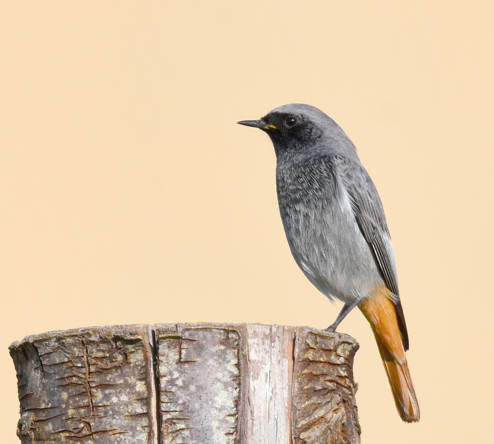 black redstart
