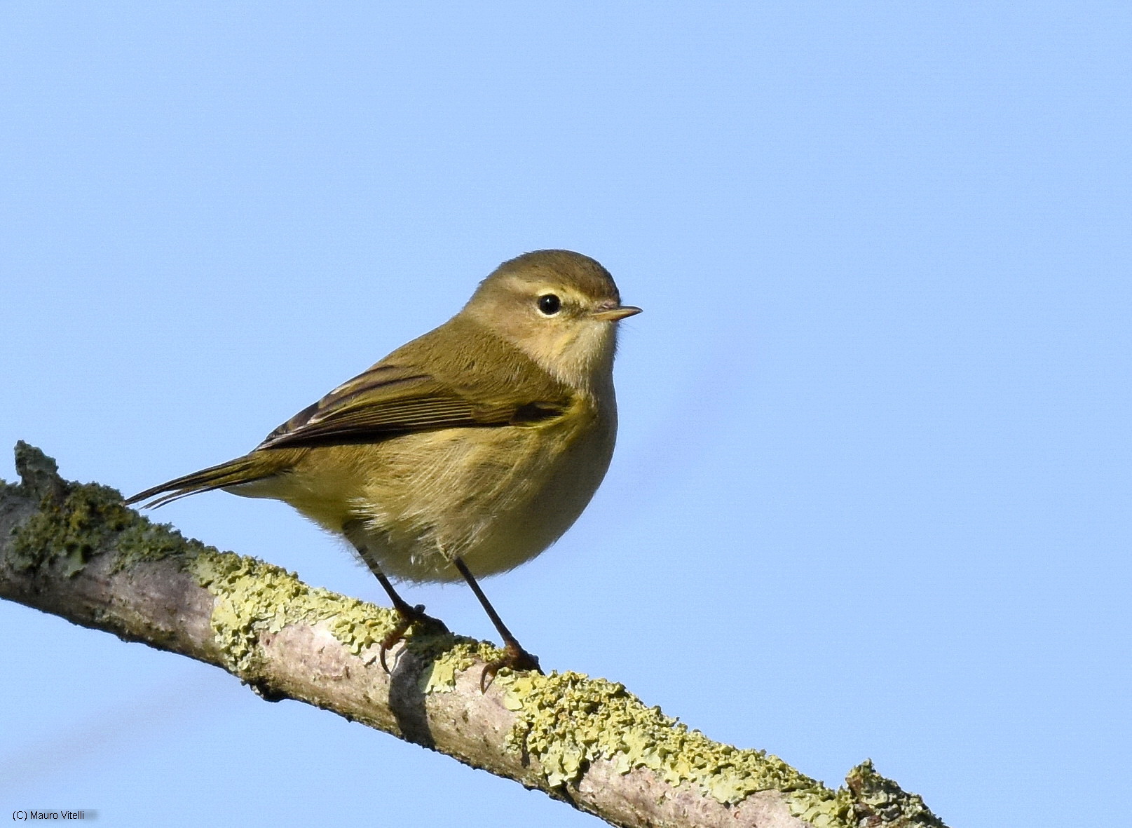 Chiffchaff