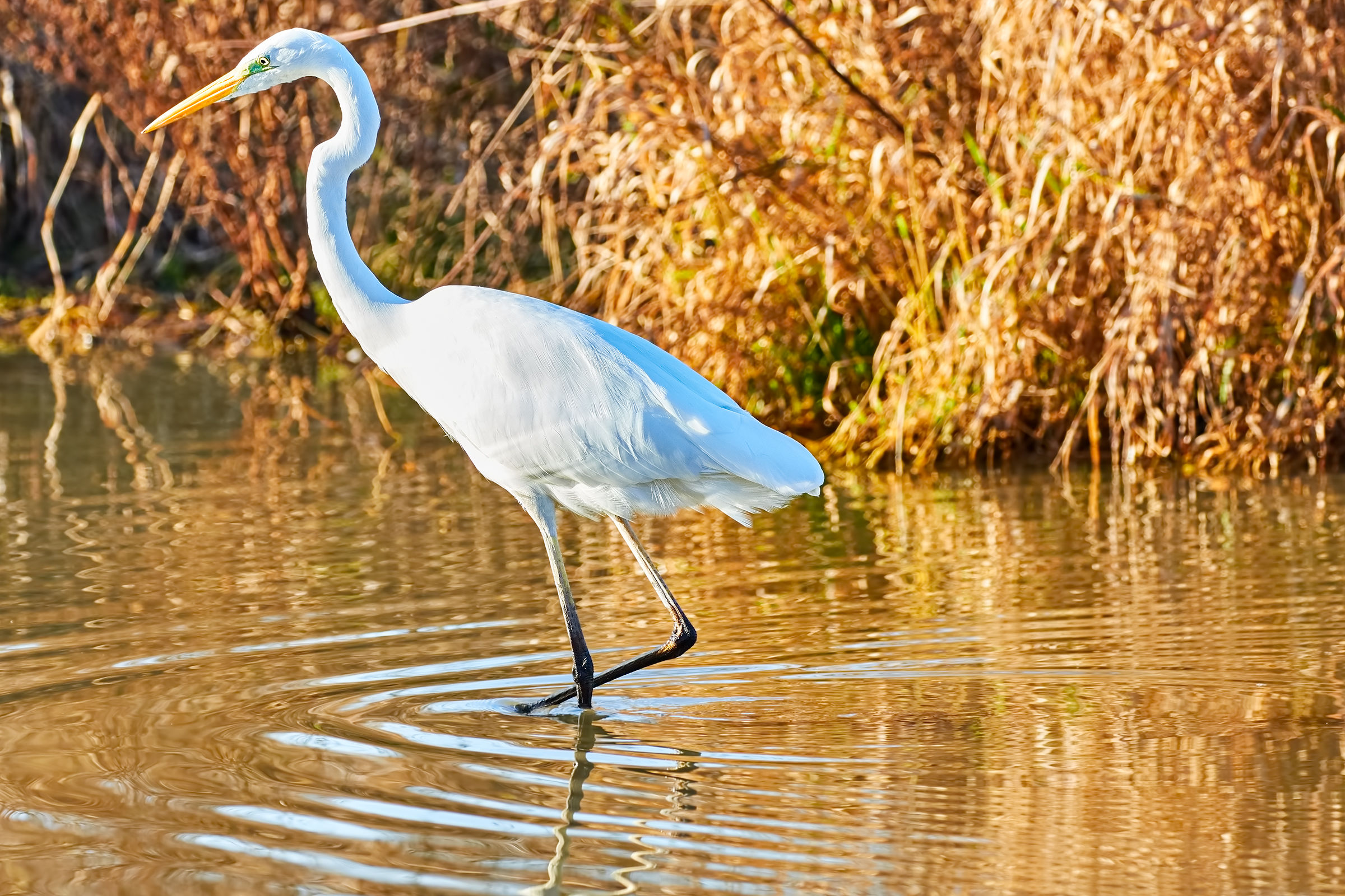 White Heron