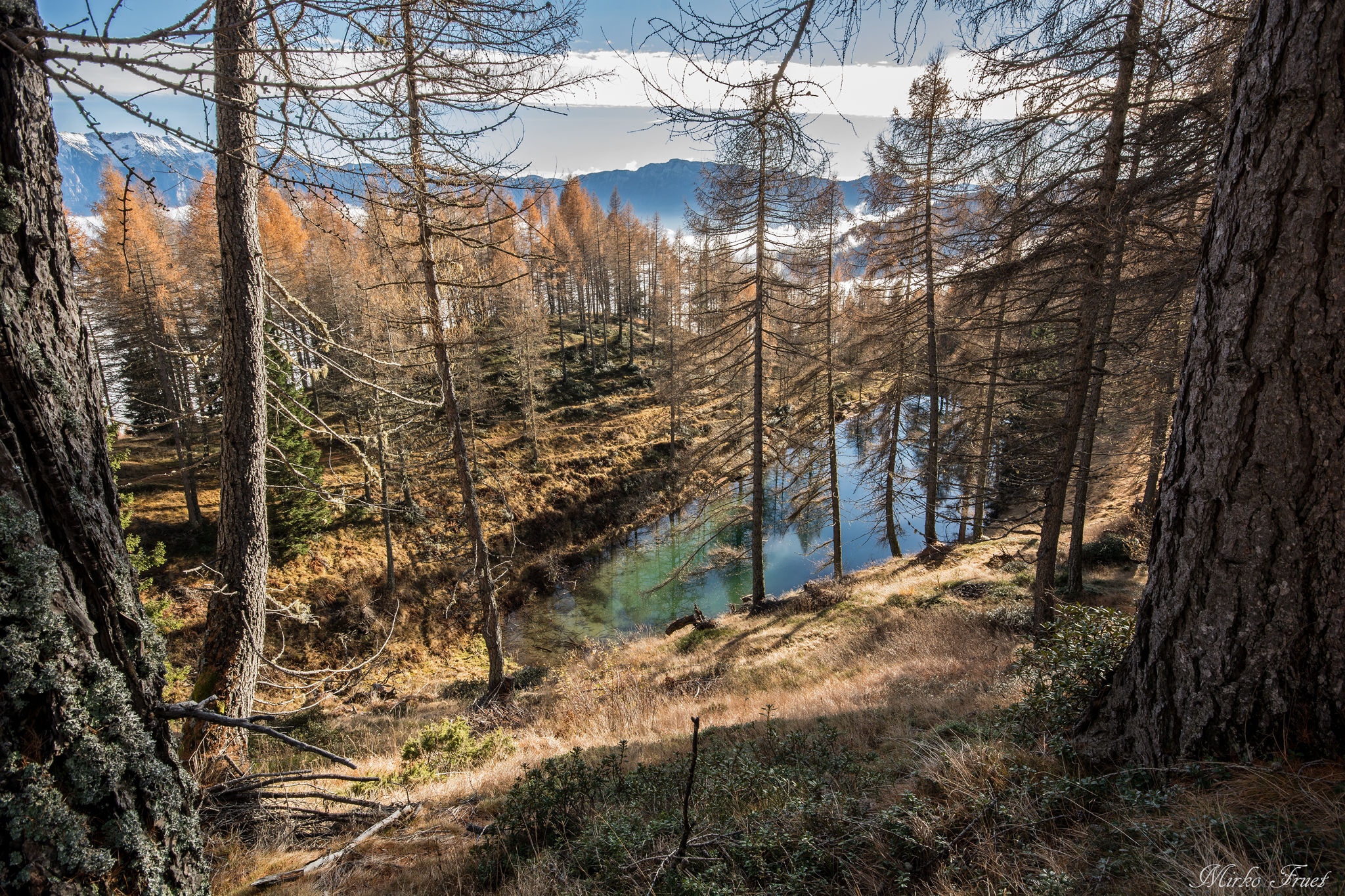 Hidden among the larches ...