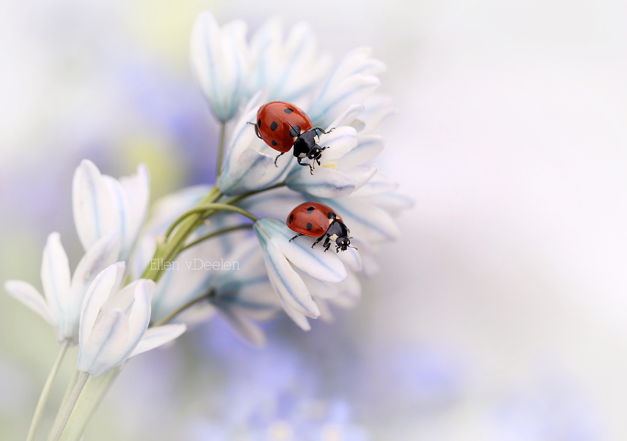 Ladybirds...