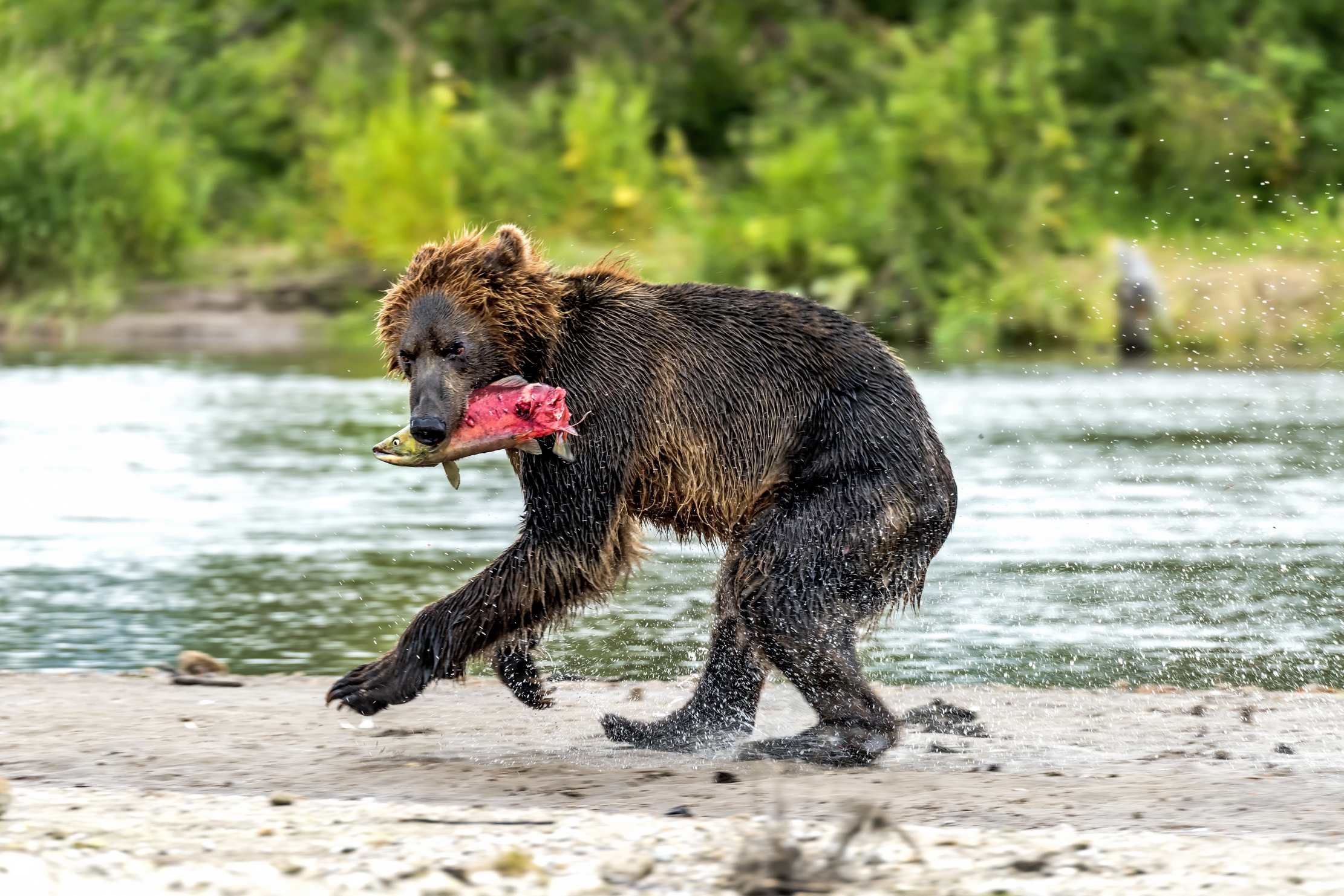 Kamchatka 2016 - Fuga col bottino