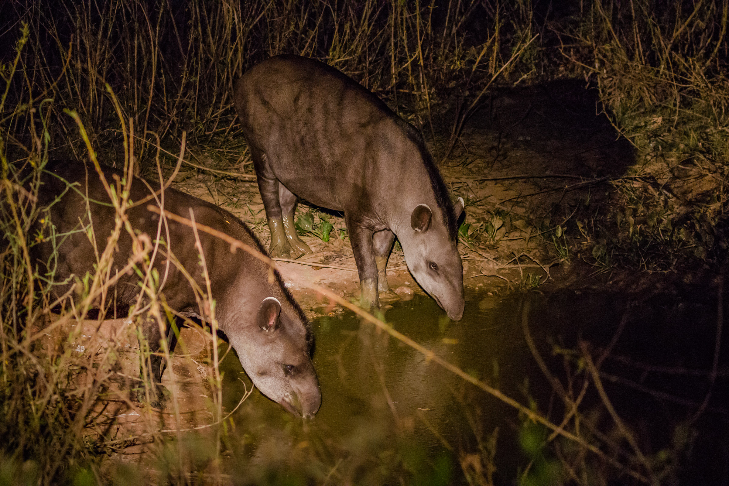 pair of tapirs