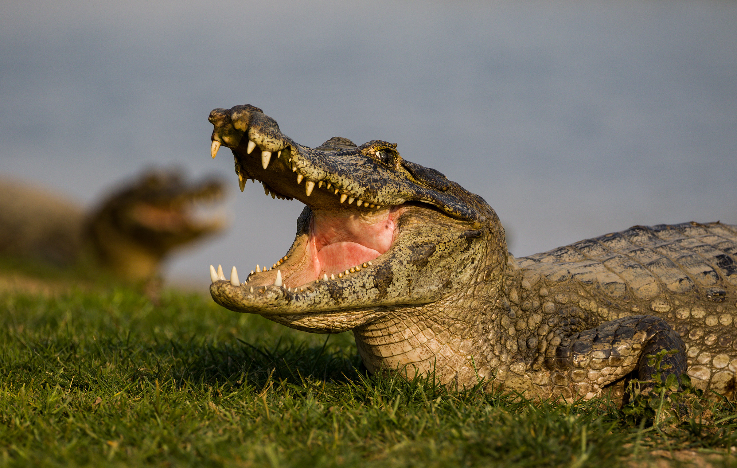 Face to face with the alligator