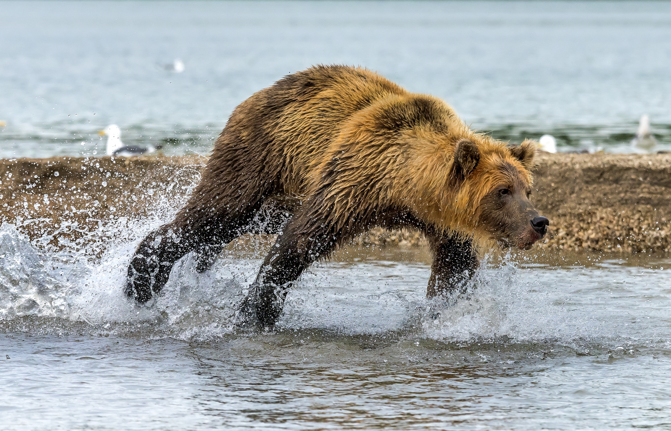 Kamchatka 2016 - Corse nell'acqua