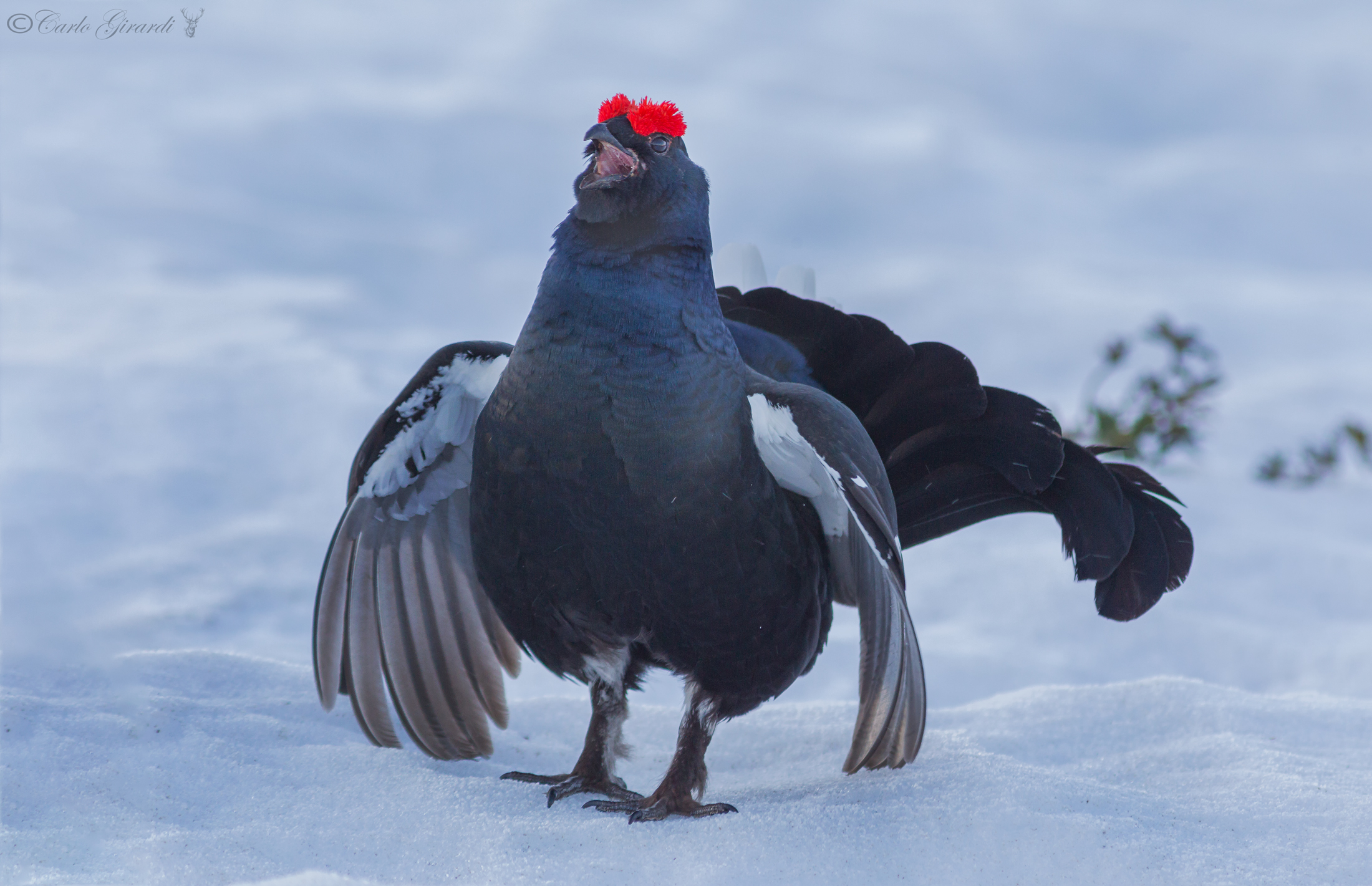 Monte Pheasant memories