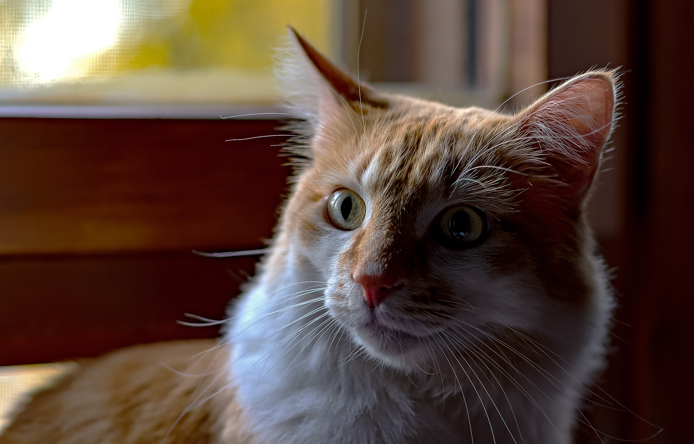 Ritratto felino a f 2,4