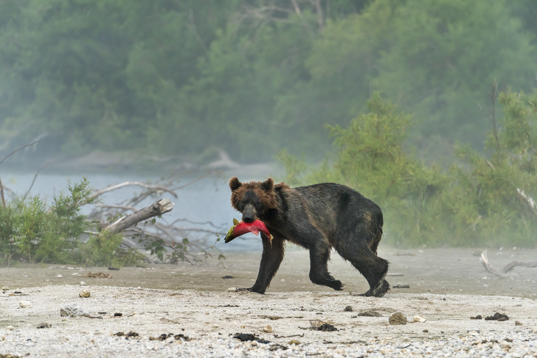 Kamchatka 2016 - Col bottino