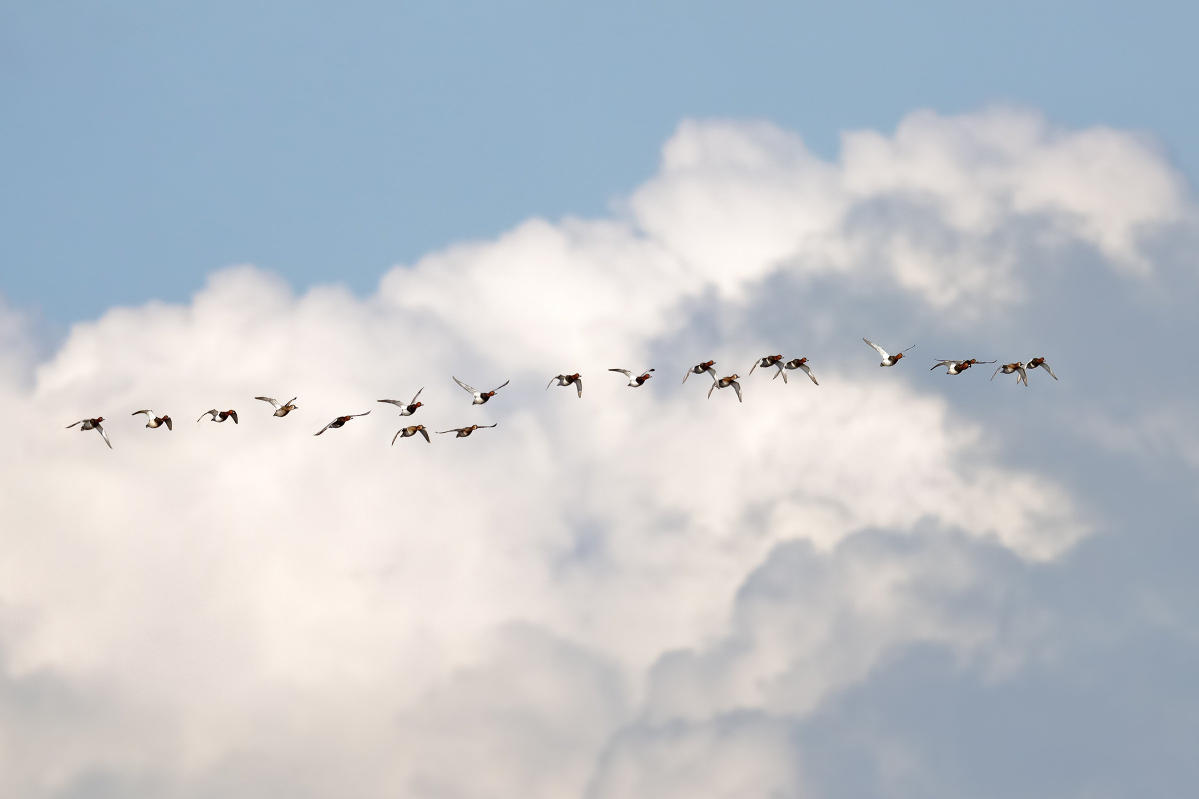 Moriglioni nel cielo