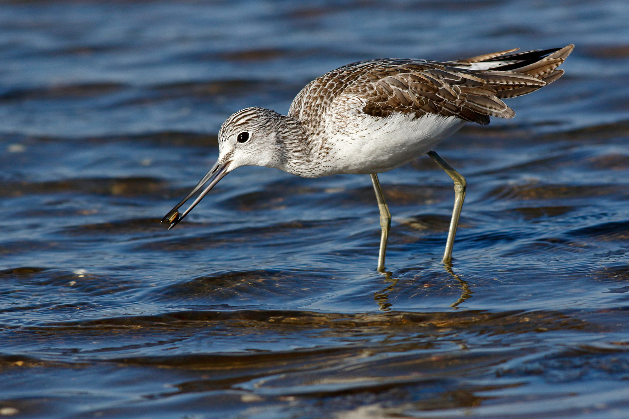 La pesca della pantana