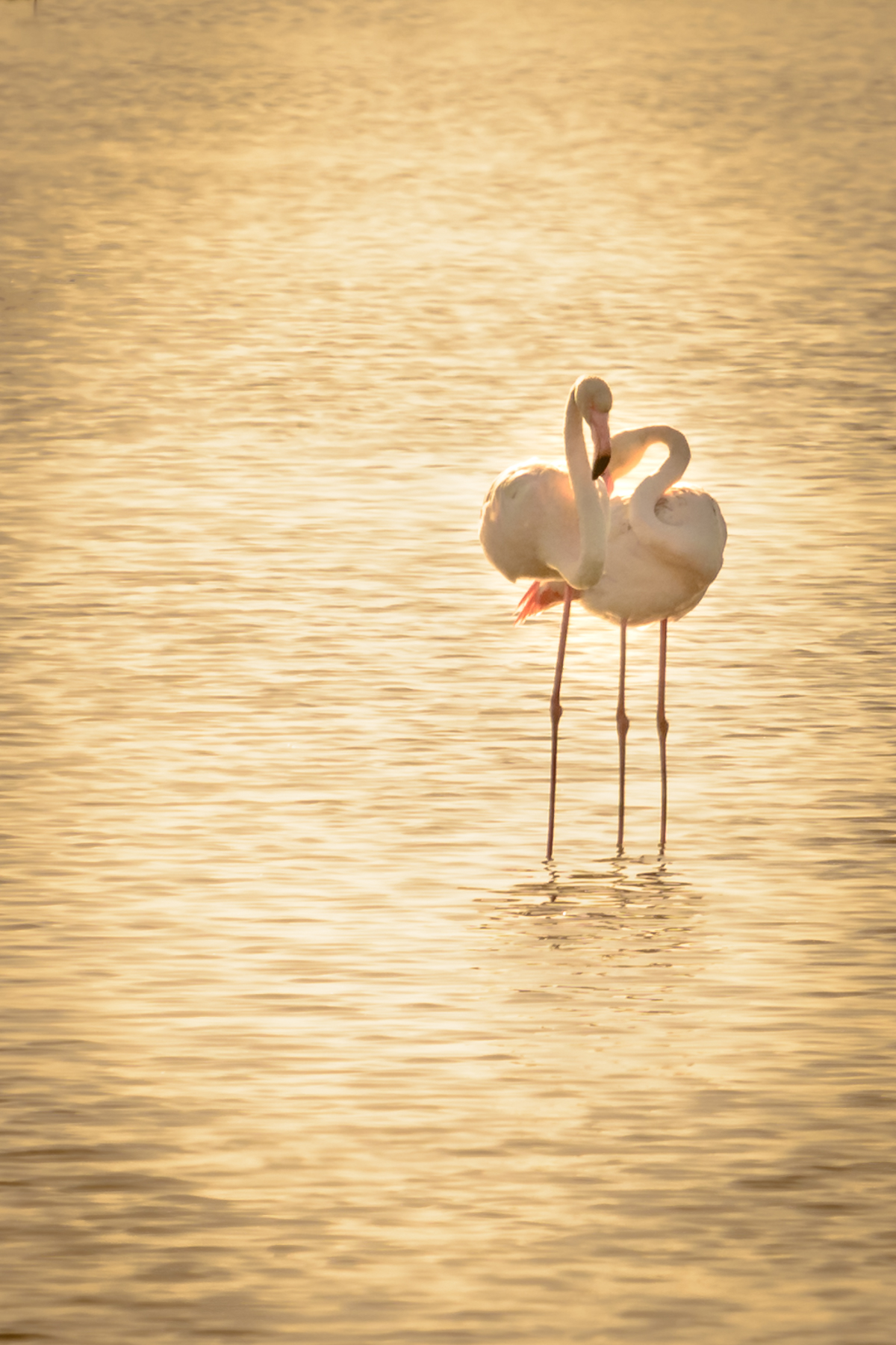 Embrace in the sunset ....