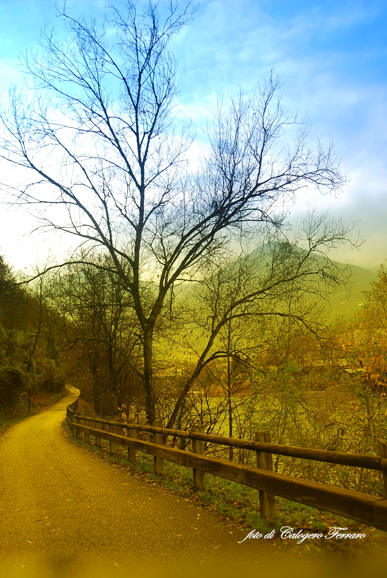 Life Path (Gazzaniga)