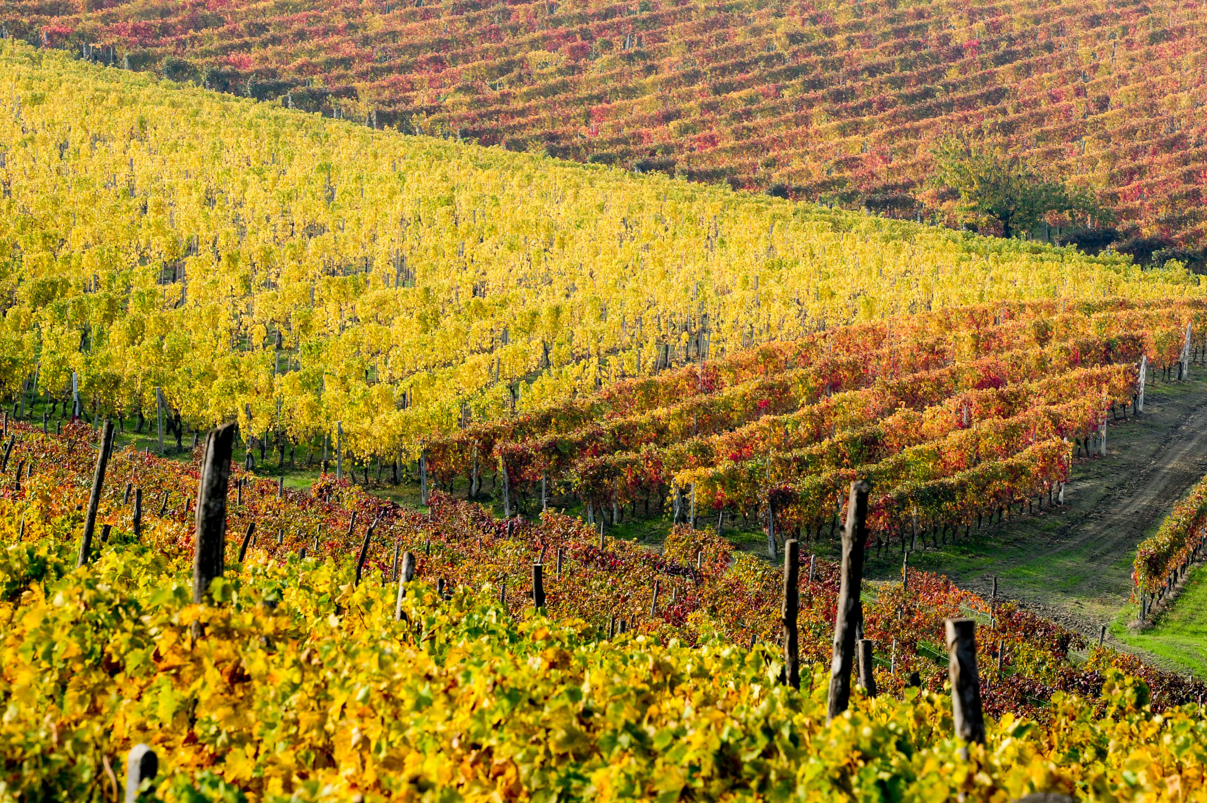 Autunno nel Monferrato