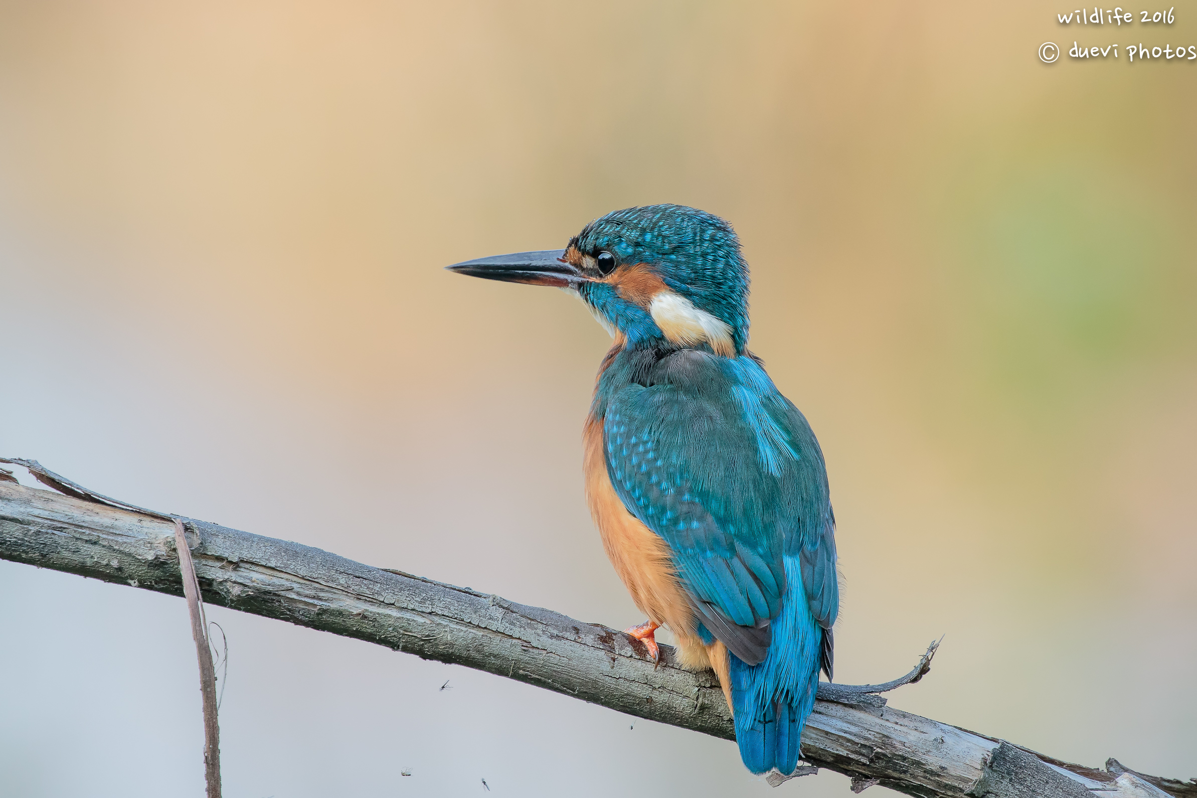Kingfisher