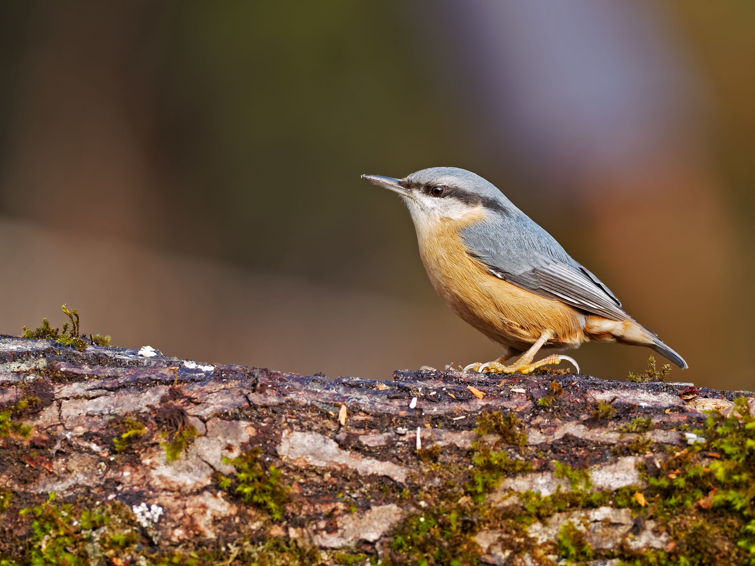 nuthatch